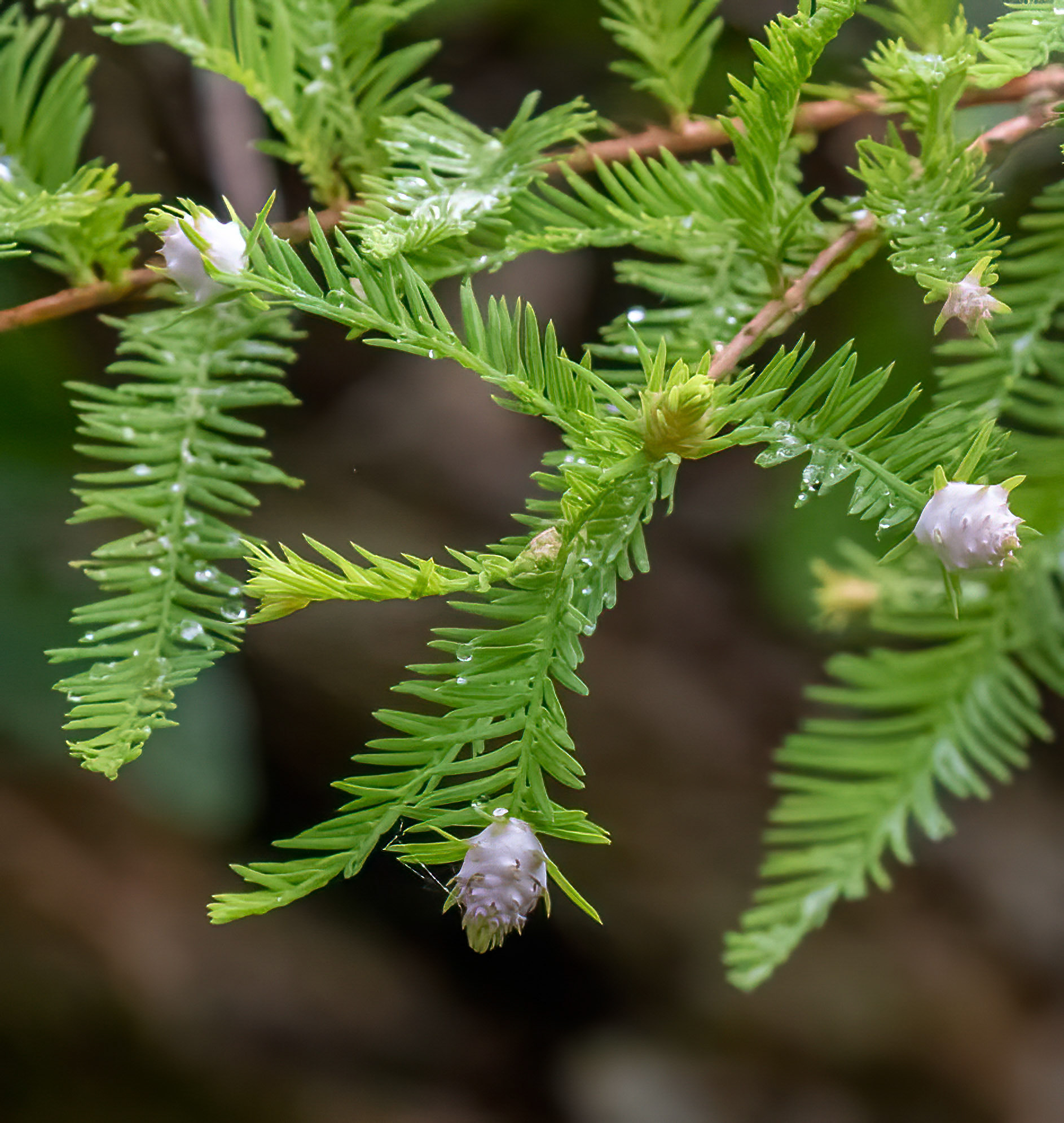 Bald Cypress Seeds