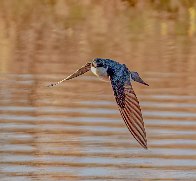 Tree Swallow