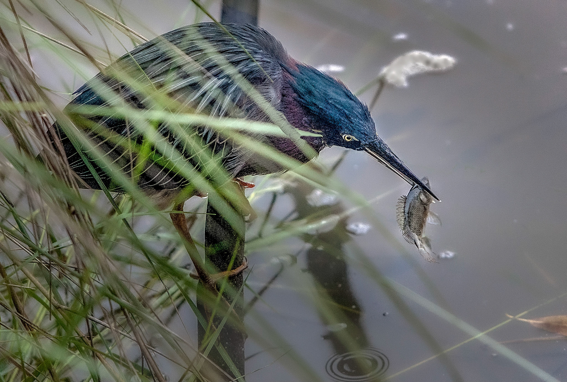 Green Heron