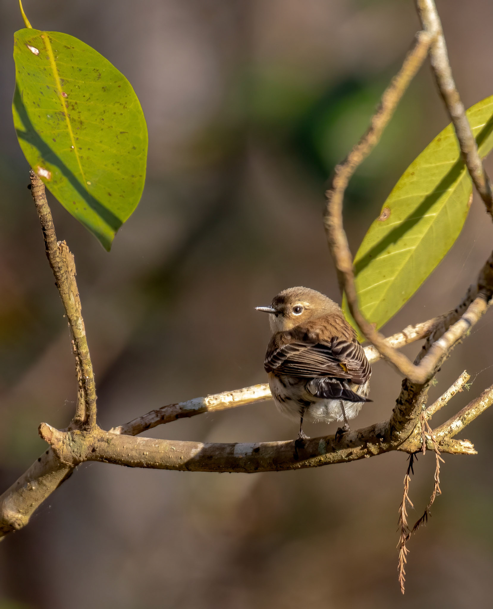 Savannah Sparrow (?)