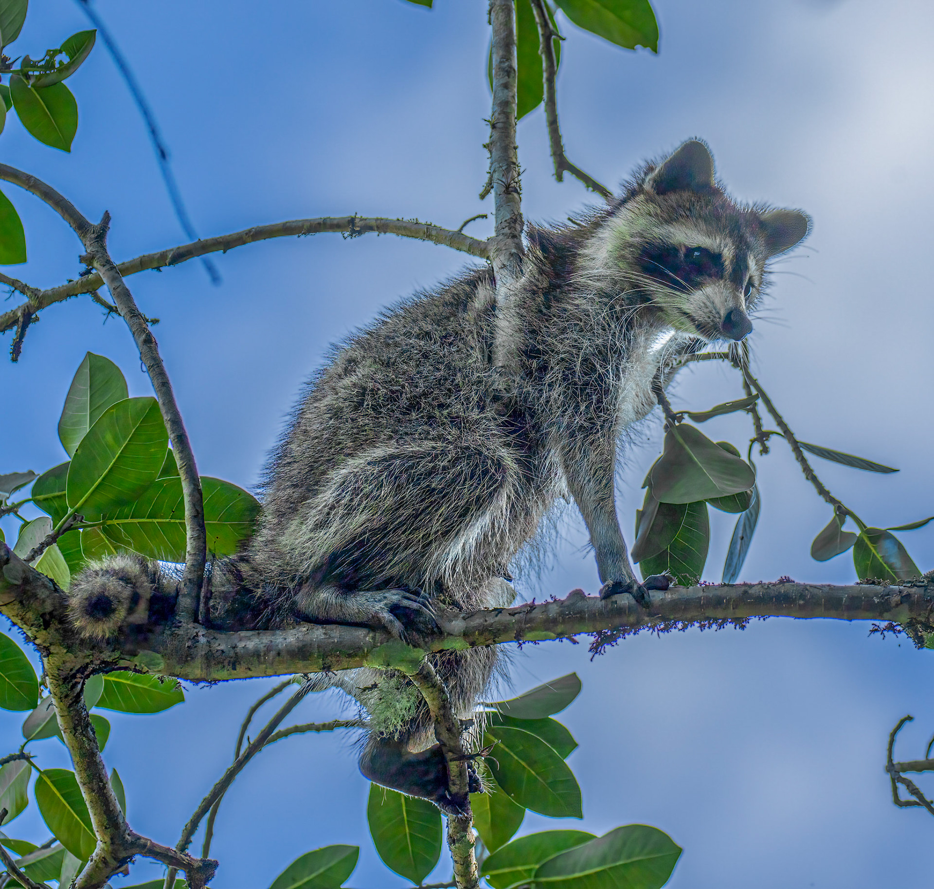Raccoon - juvenile