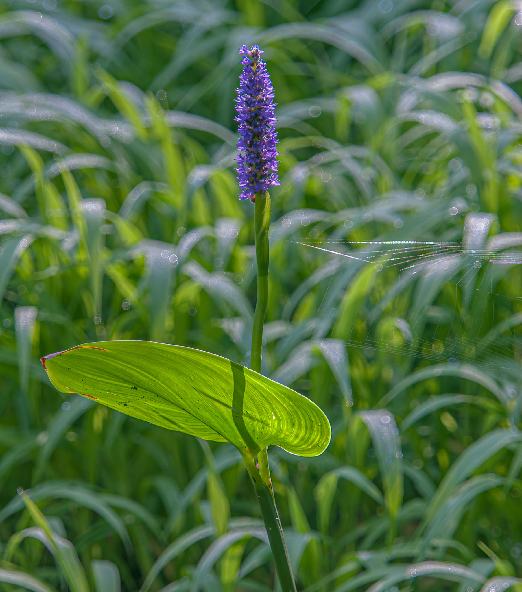 Pickerelweed