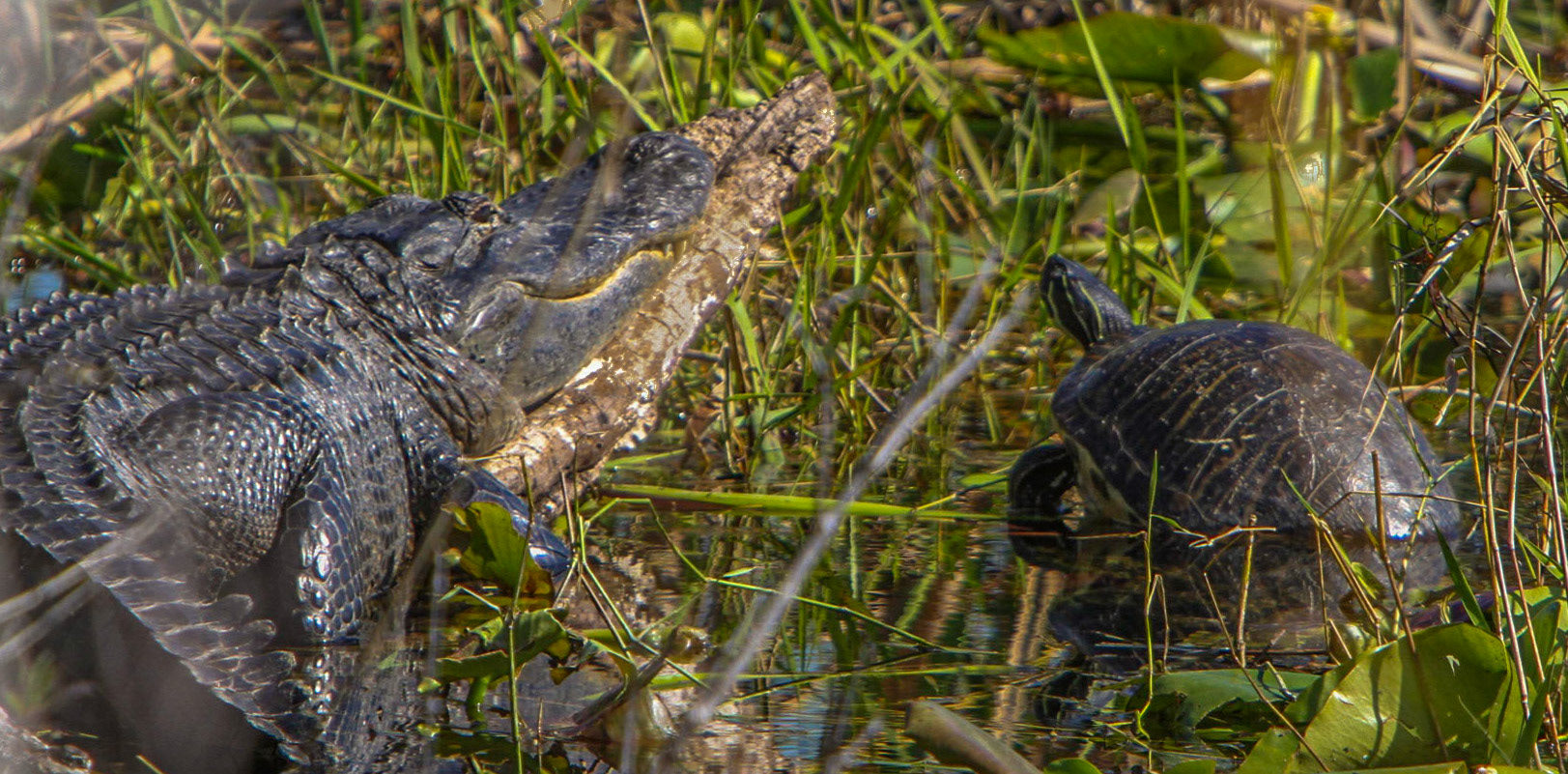 Suwannee River Cooter & Alligator