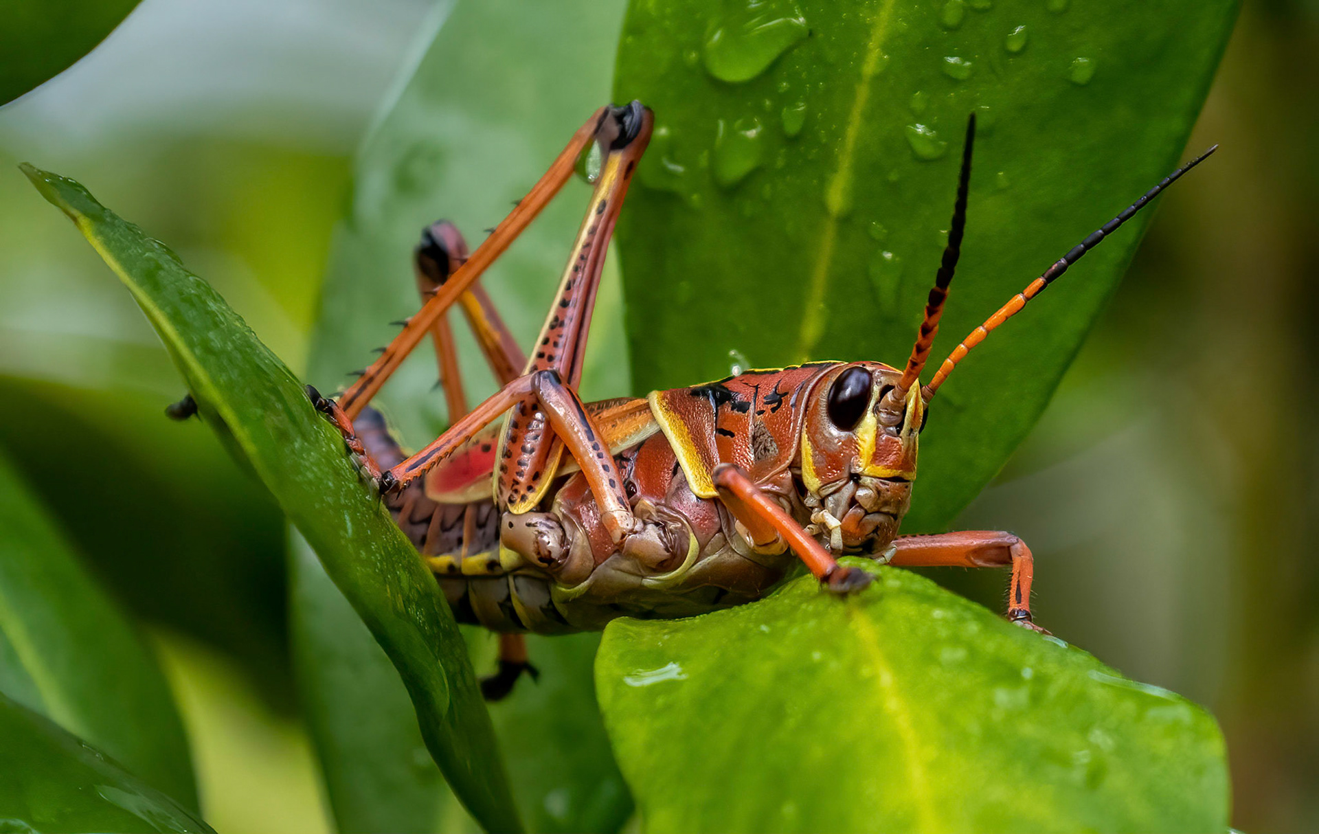 Lubber Grasshopper
