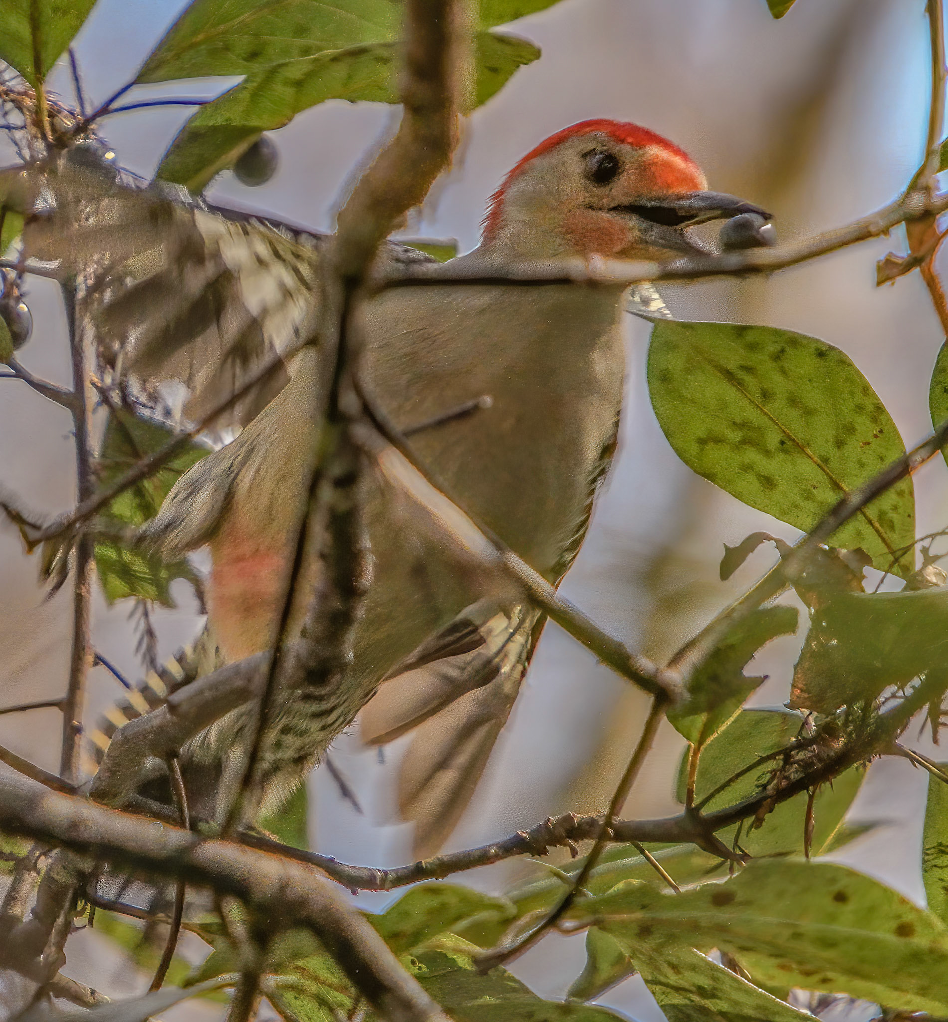 Berries are a favorite seasonal food