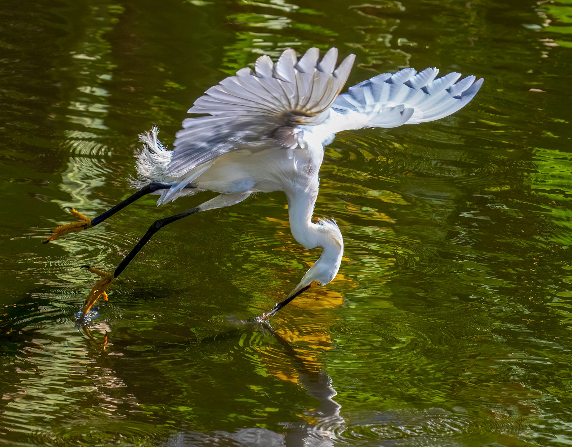 Snowy Egret - Feeding Sequence