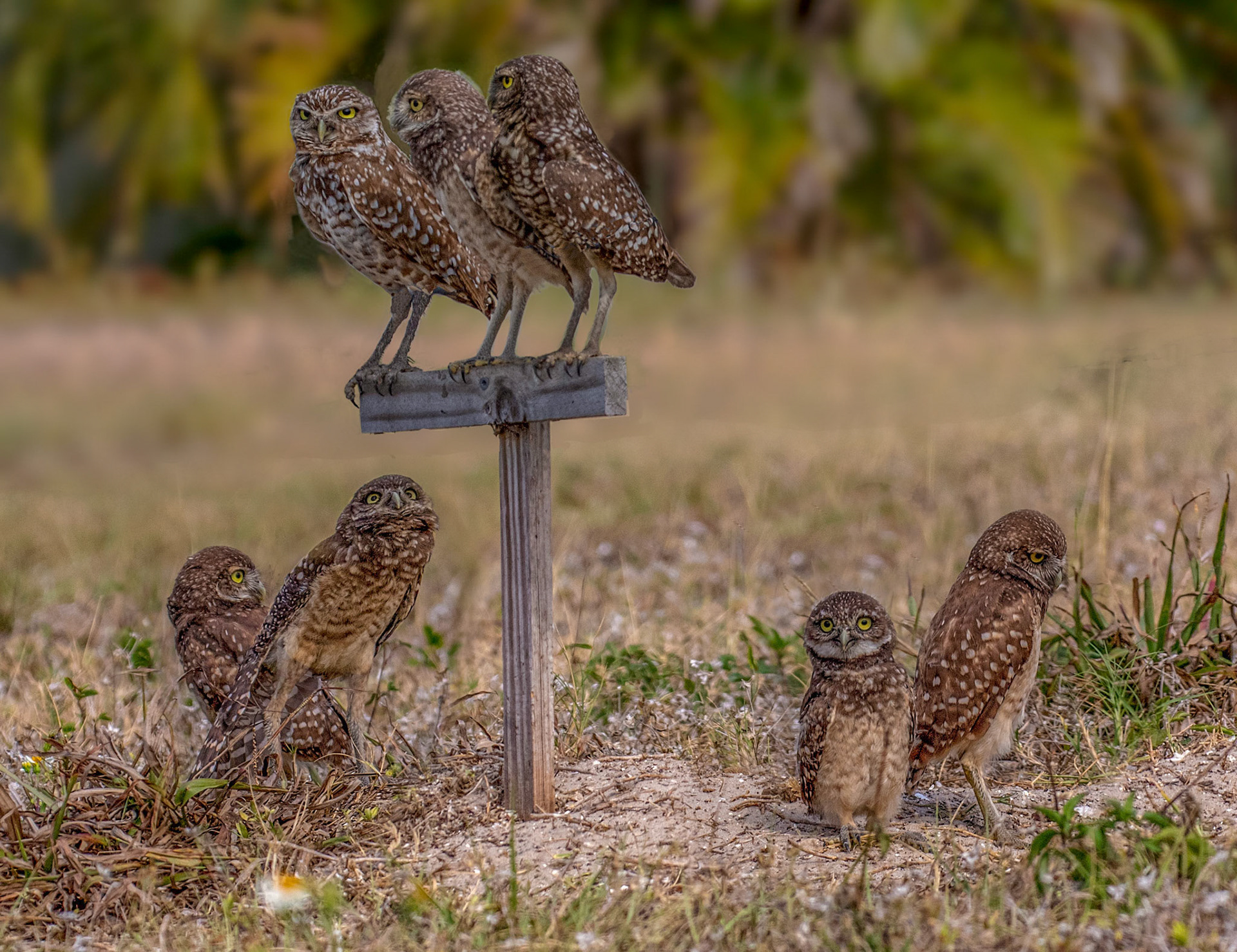 Burrowing Owl Family of 5 Owlets
