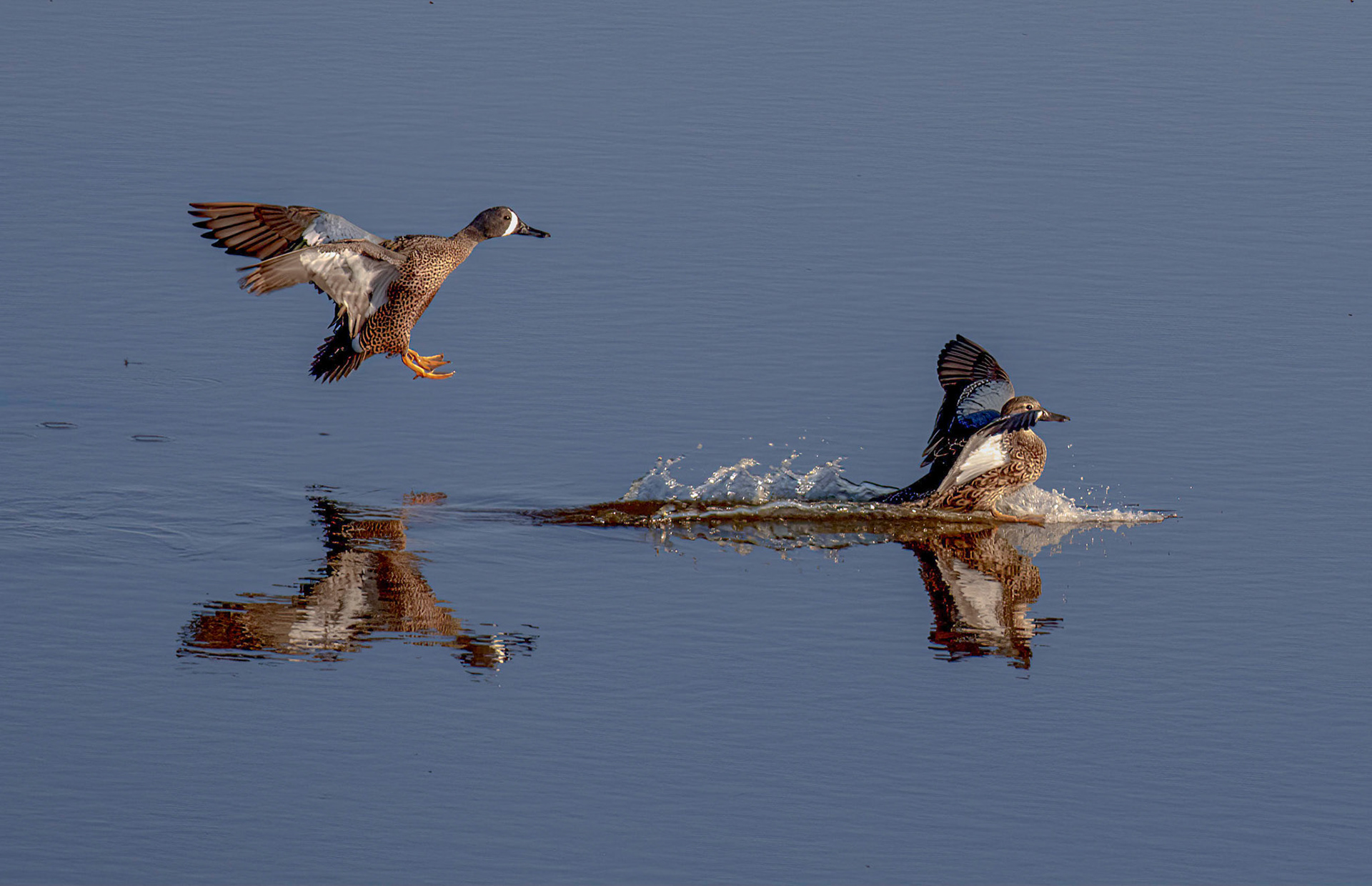 Blue-winged Teal mating pair- male on left