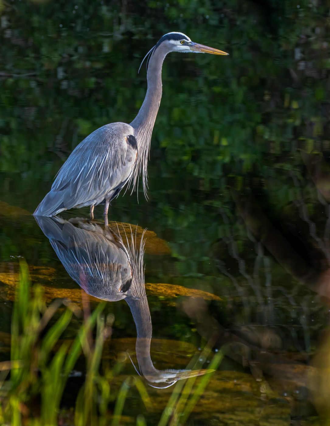 Great Blue Heron