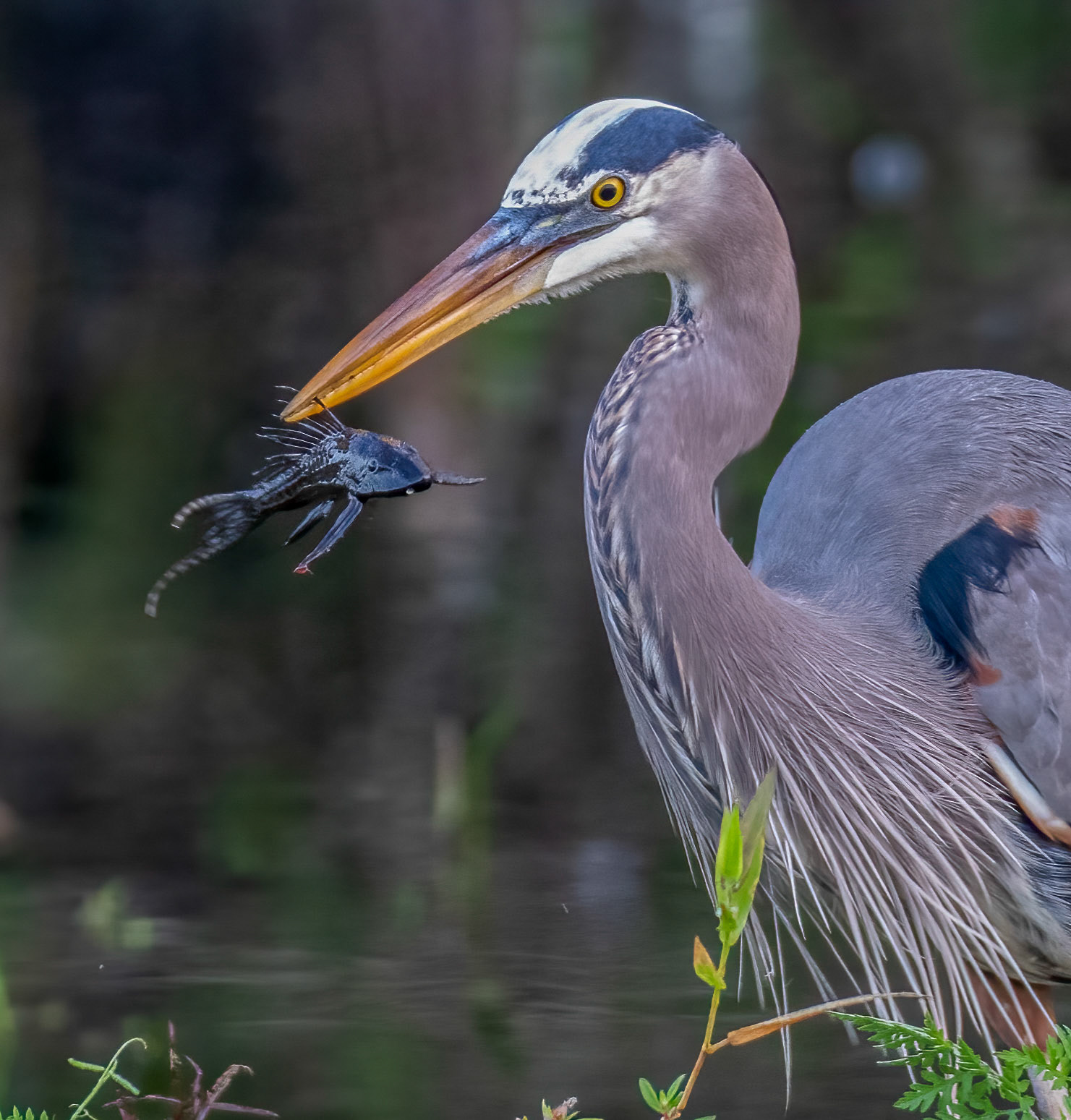 Great Blue Heron