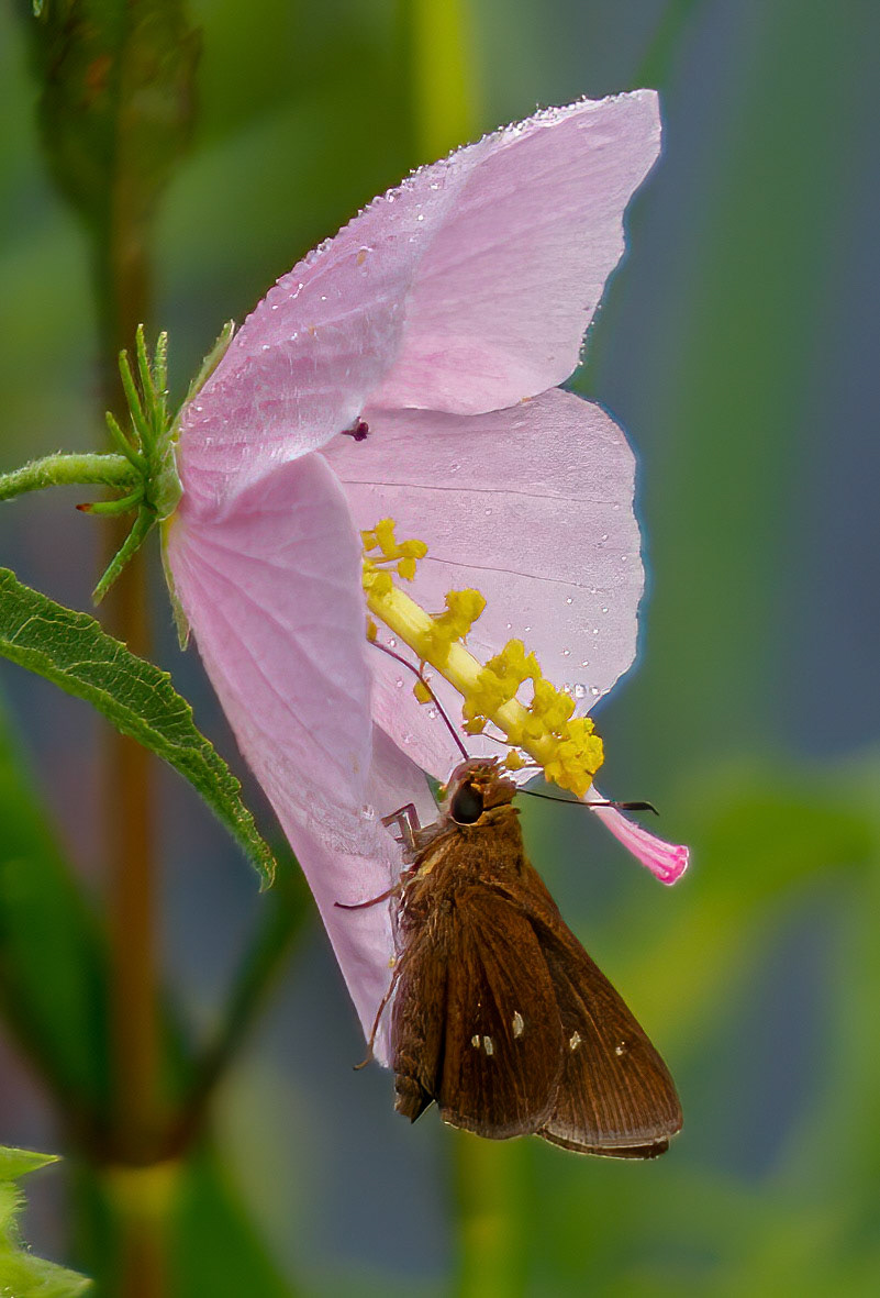 Three-spotted Skipper