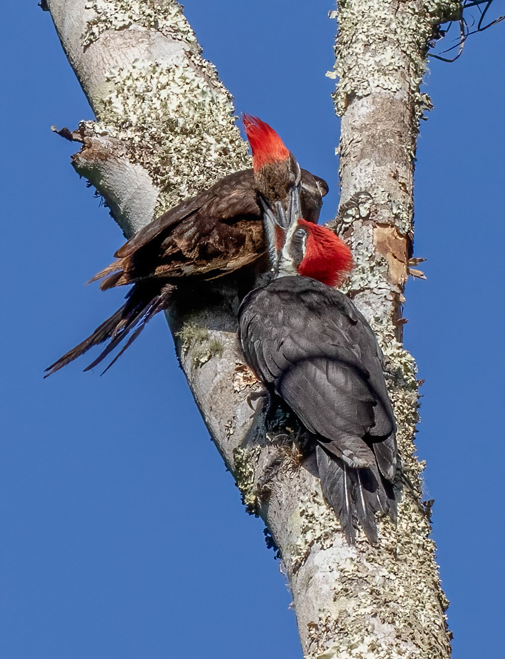 Female Pileated Woodpecker & feeding fledgling