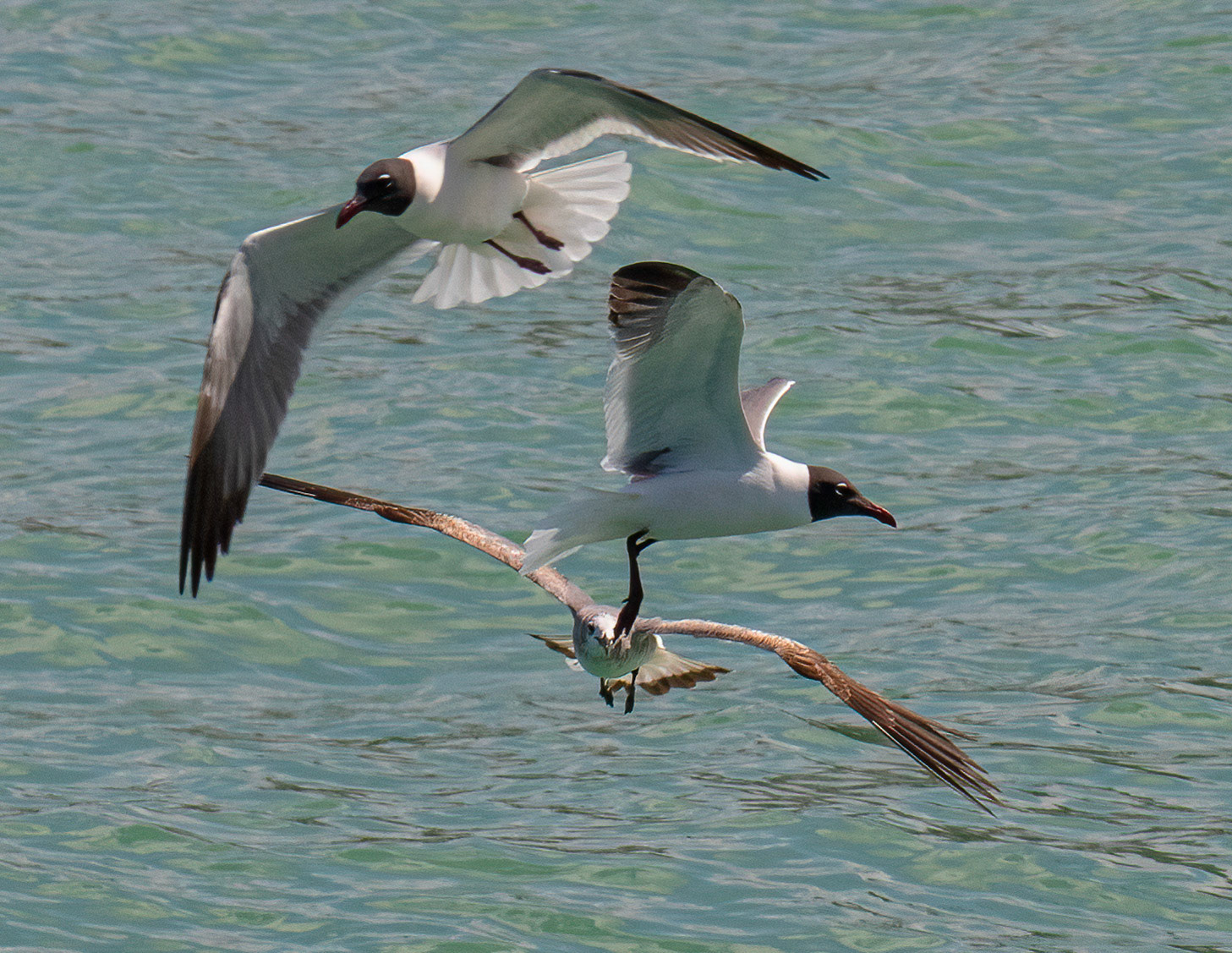 Laughing Gulls & Herring Gull