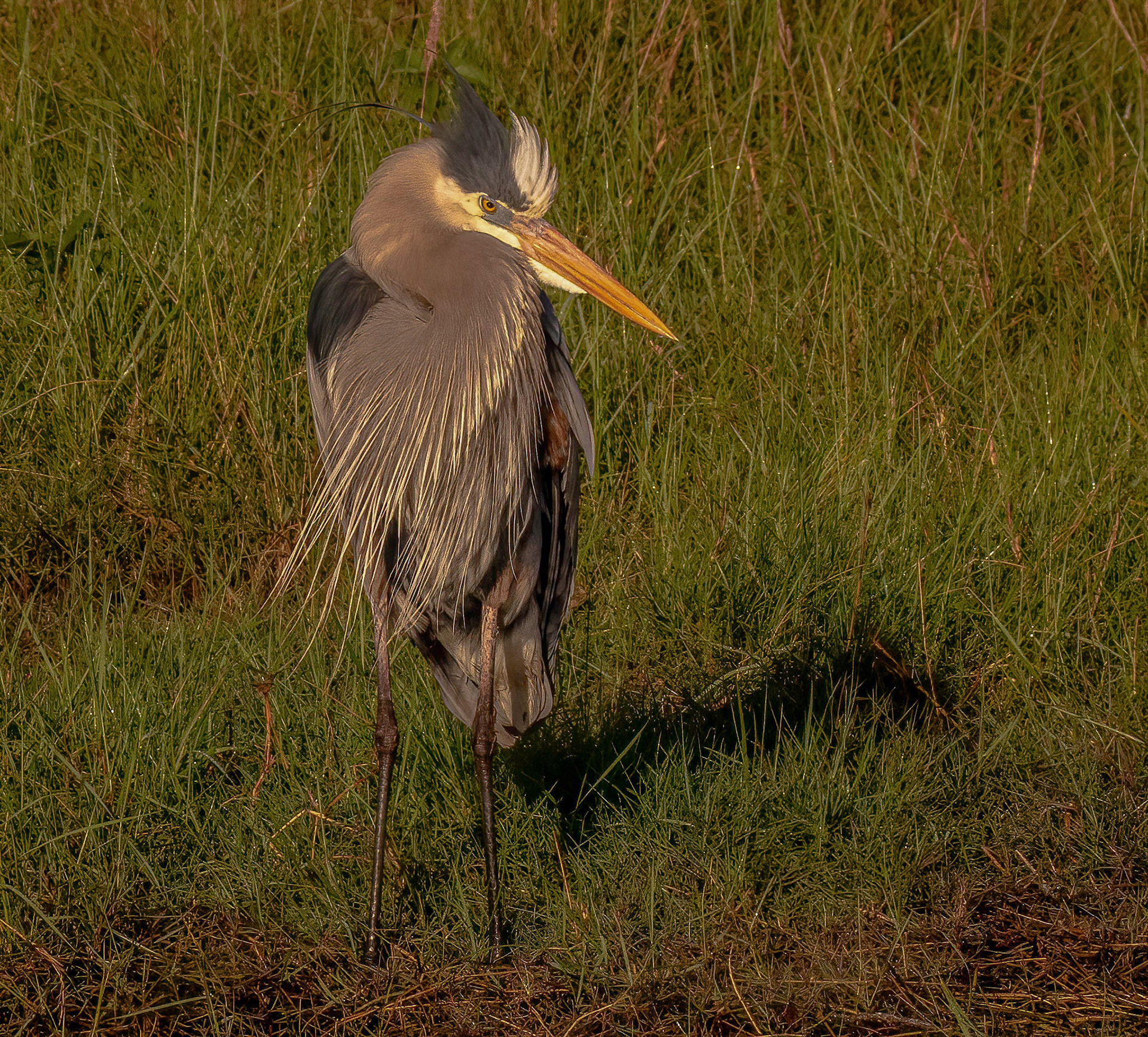 Great Blue Heron