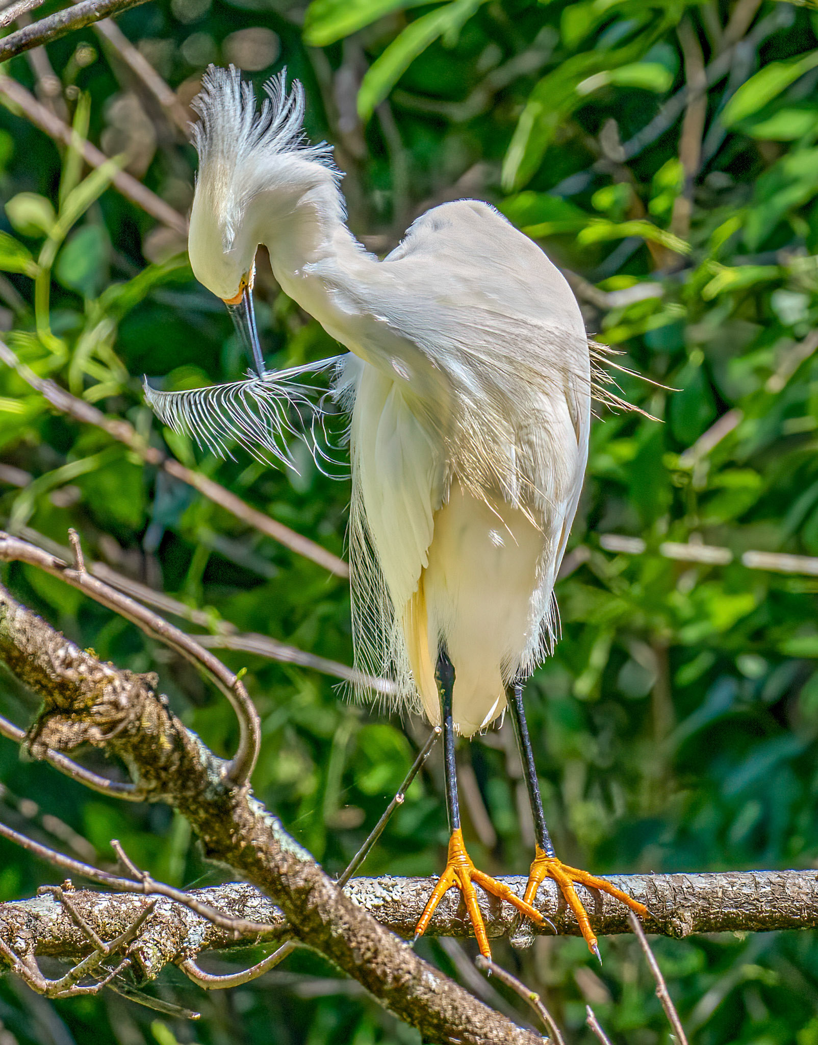 Snowy Egret in Breeding Plumage