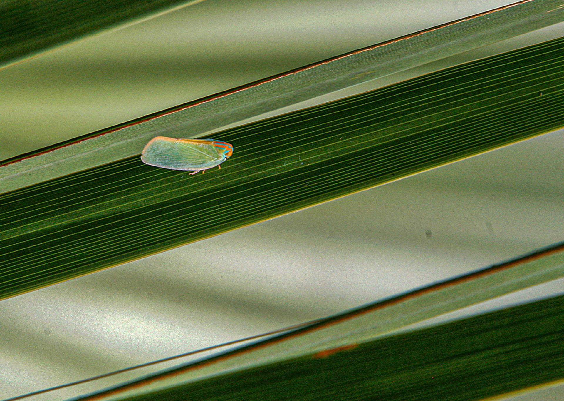 Candy-striped Leaf Hopper