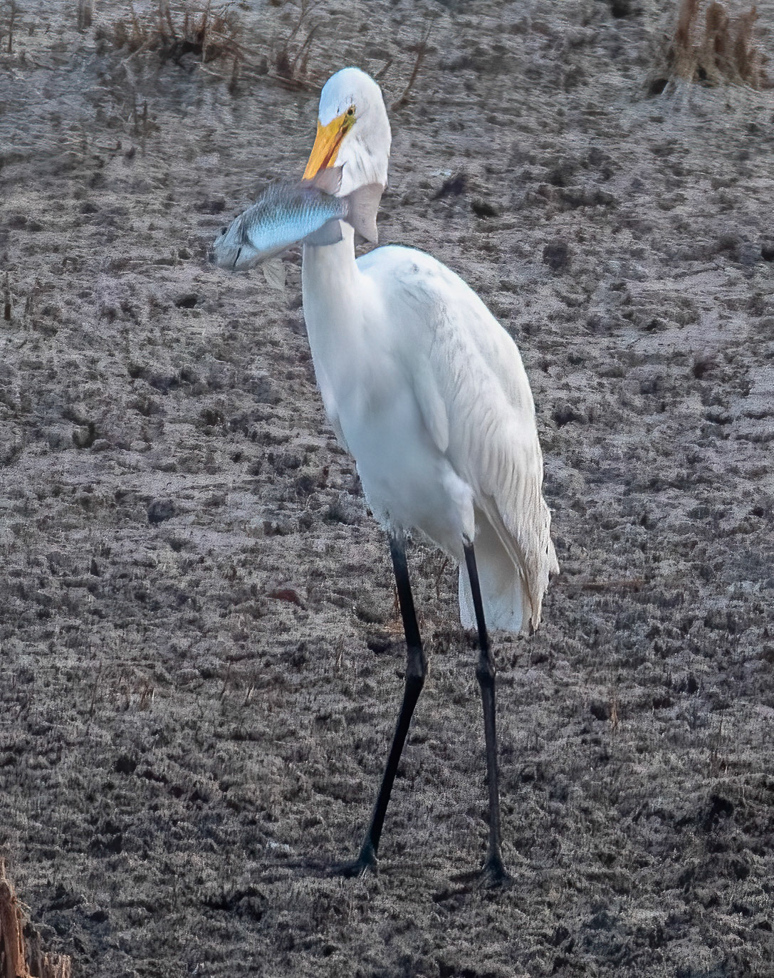 One of the last of the freshly caught prey