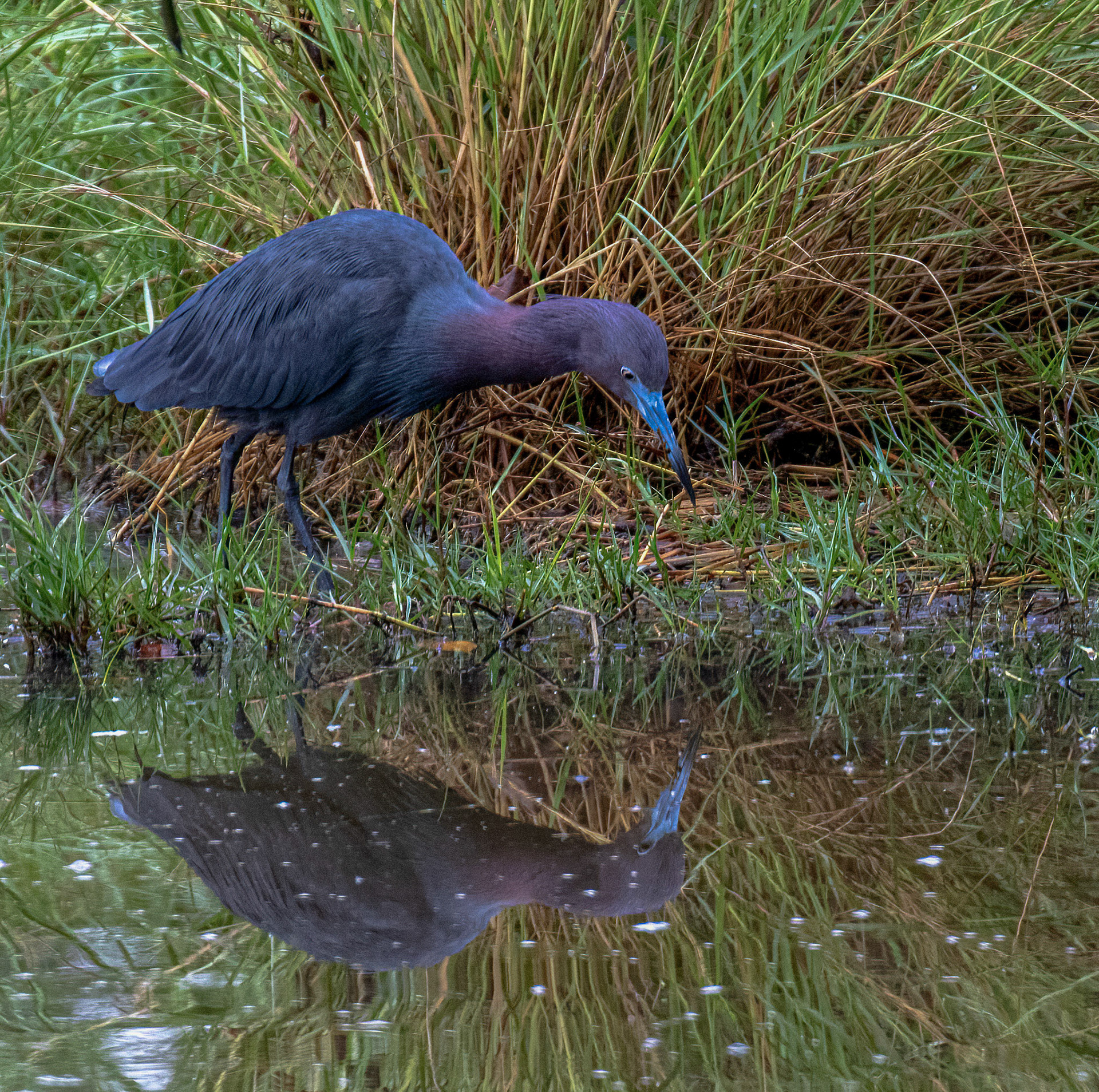 Little Blue Heron