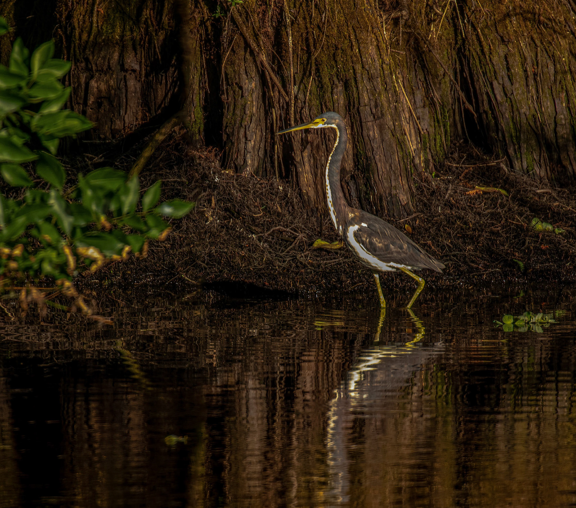 Tricolored Heron
