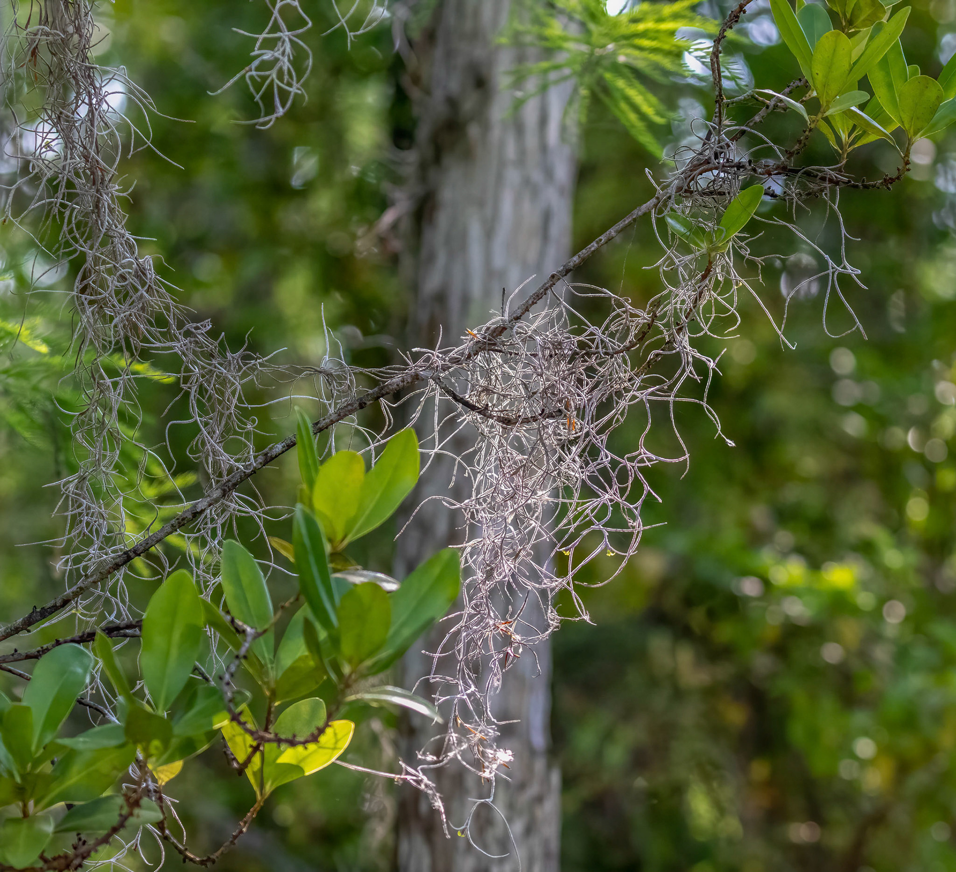 Spanish Moss - a bromeliad (air plant) neither a moss nor native to Spain
