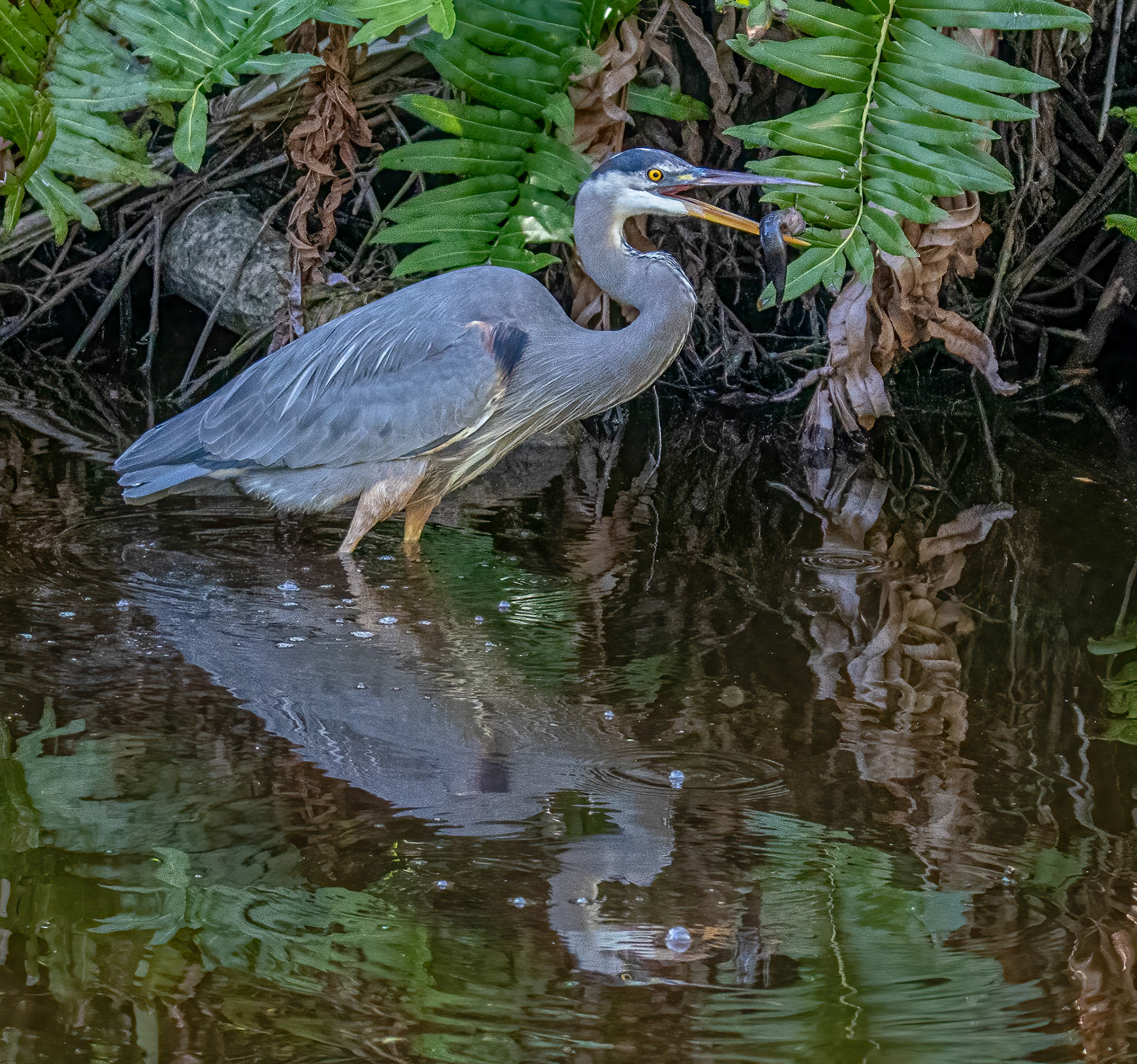 Great Blue Heron