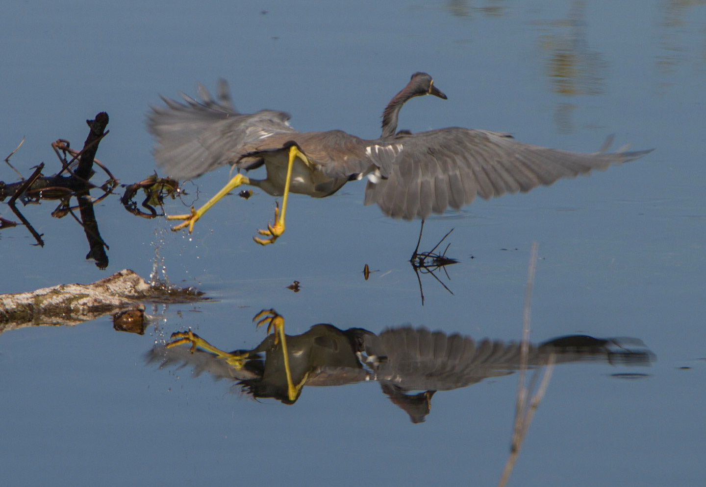 Tricolored Heron sequence
