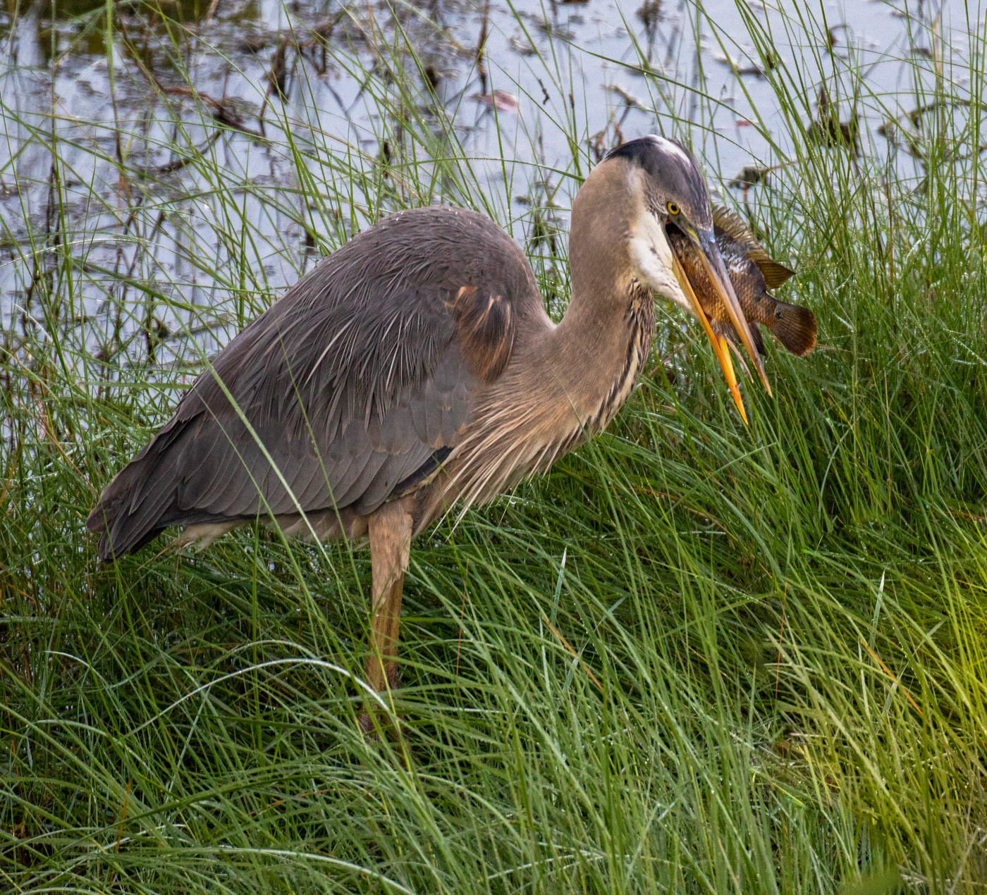 Great Blue Heron