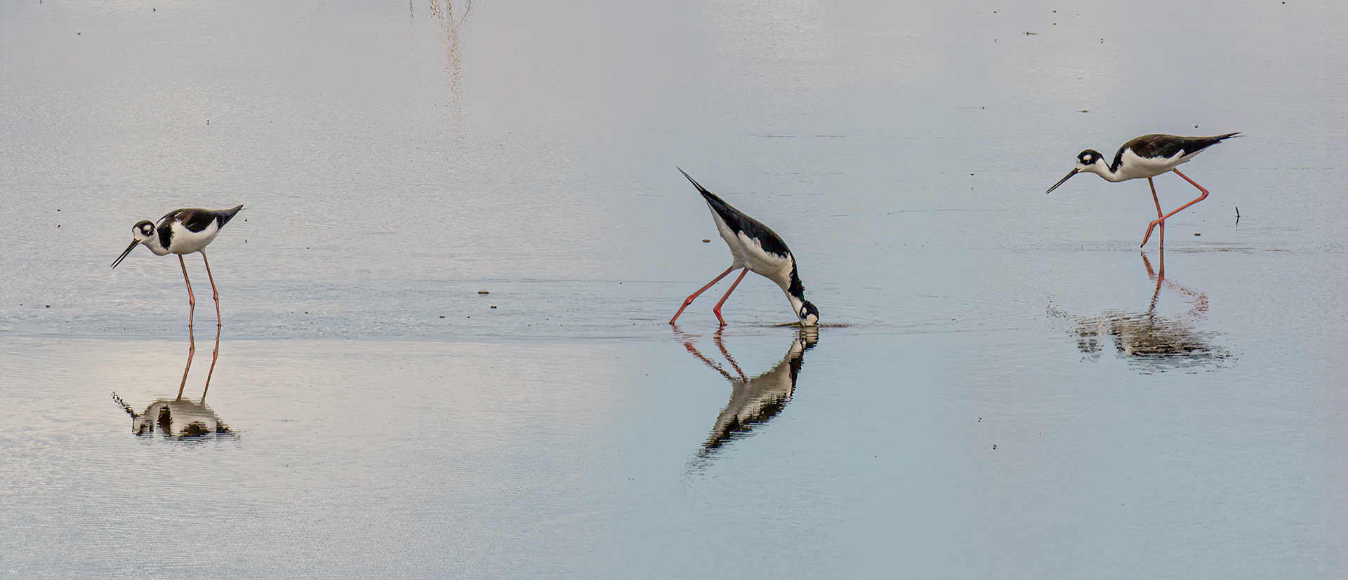 Black-necked Stilts