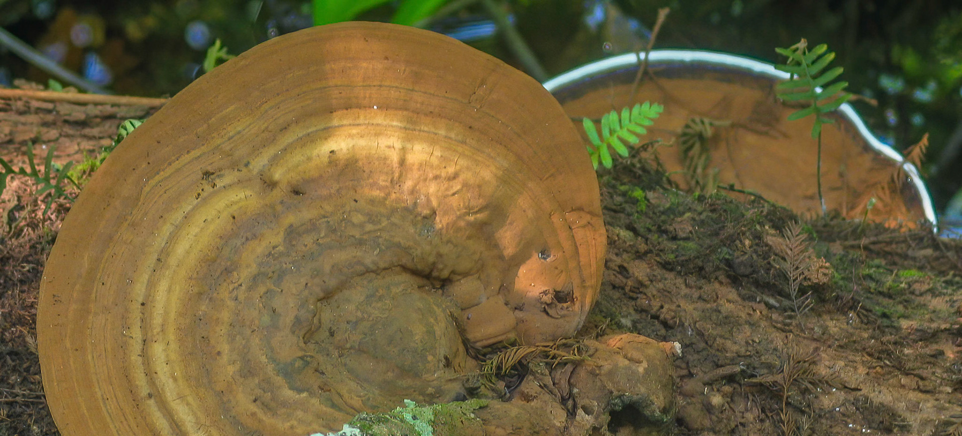 Artist’s Conks - polypore mushrooms
