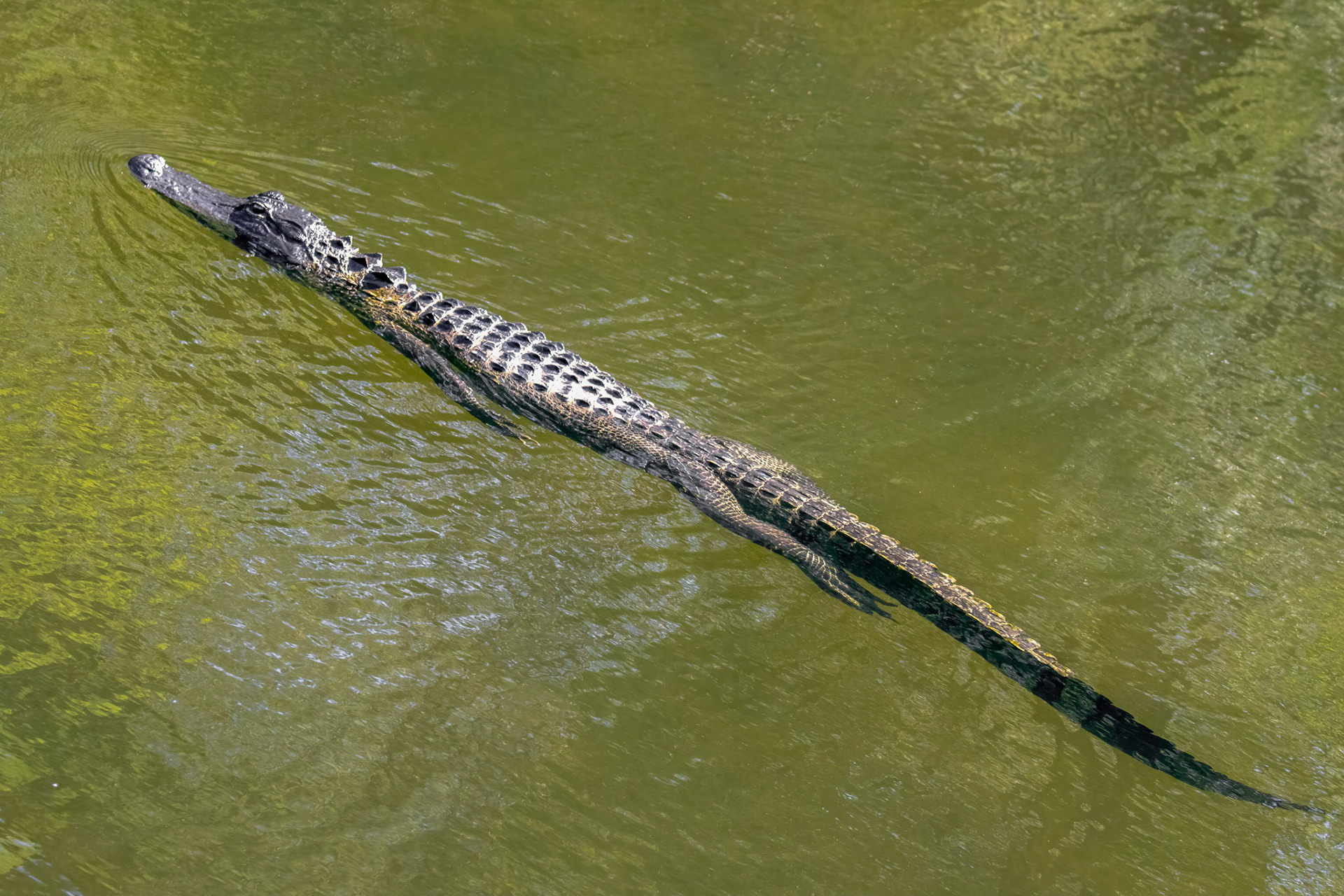 American Alligator - similar to the American Crocodile