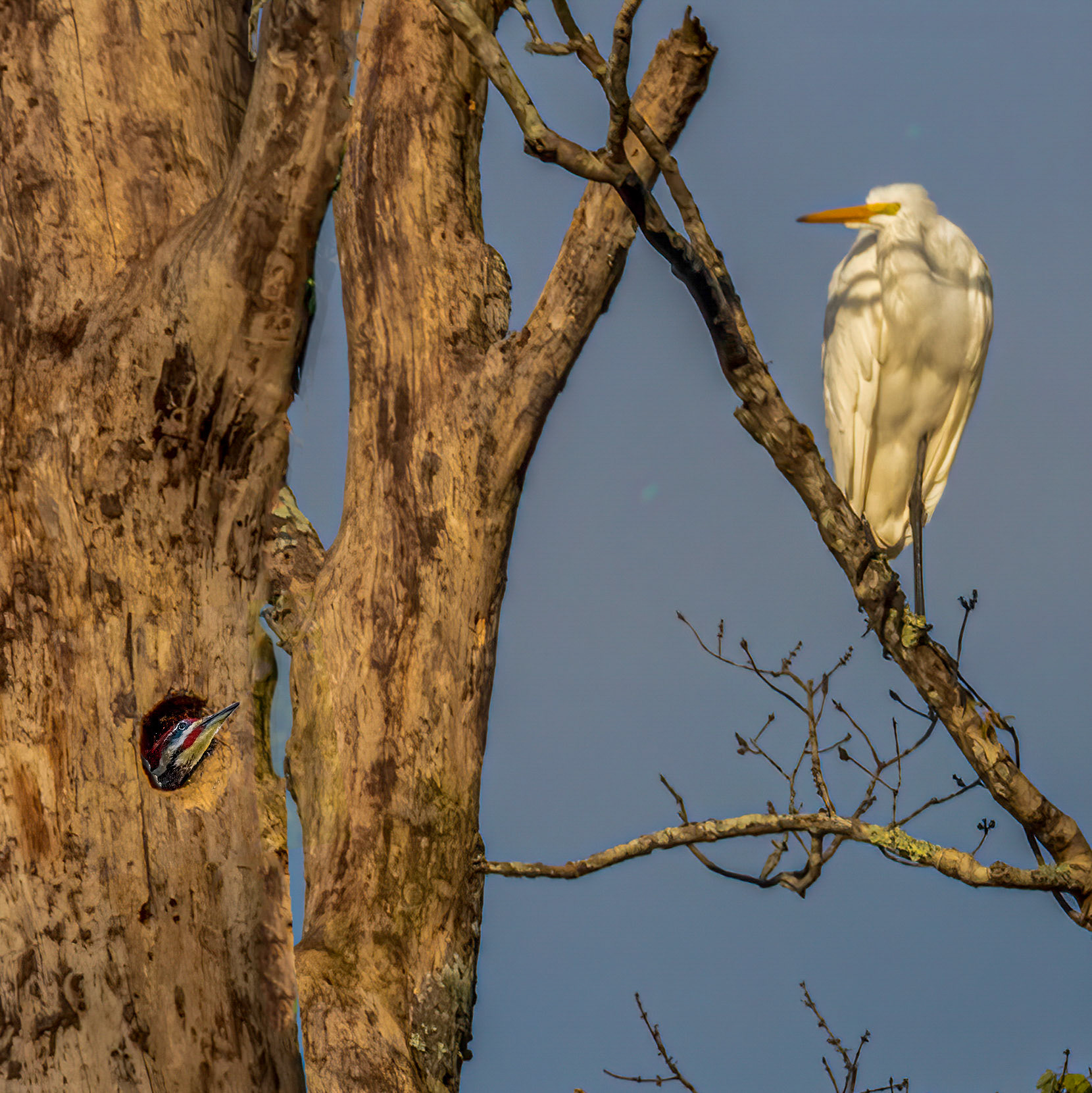 Pileated Woodpecker & Great Egret