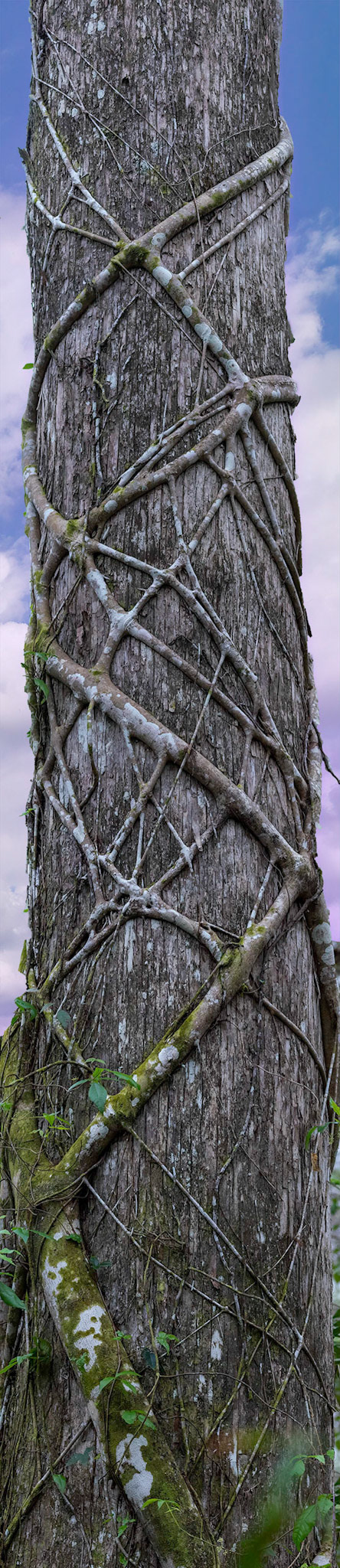 Strangling Fig may eventually kill its host