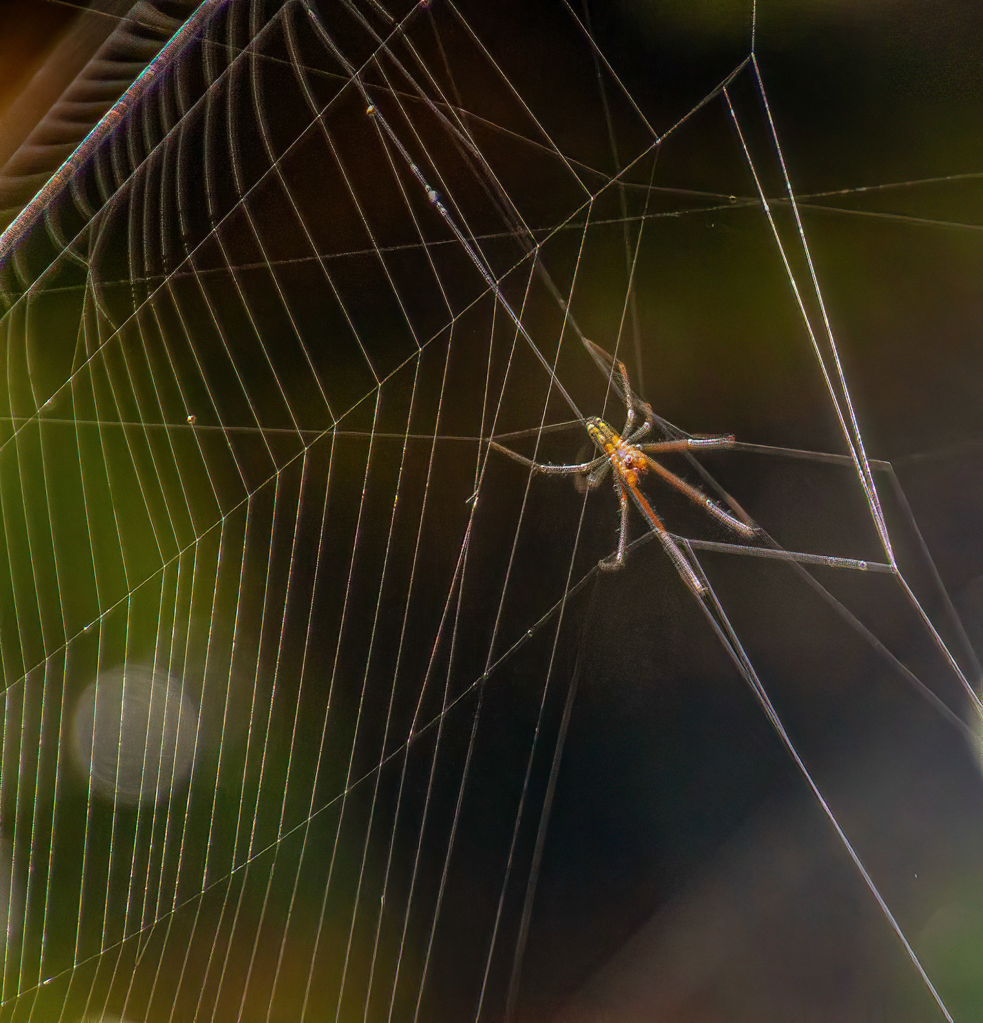 Golden Silk Orbweaver