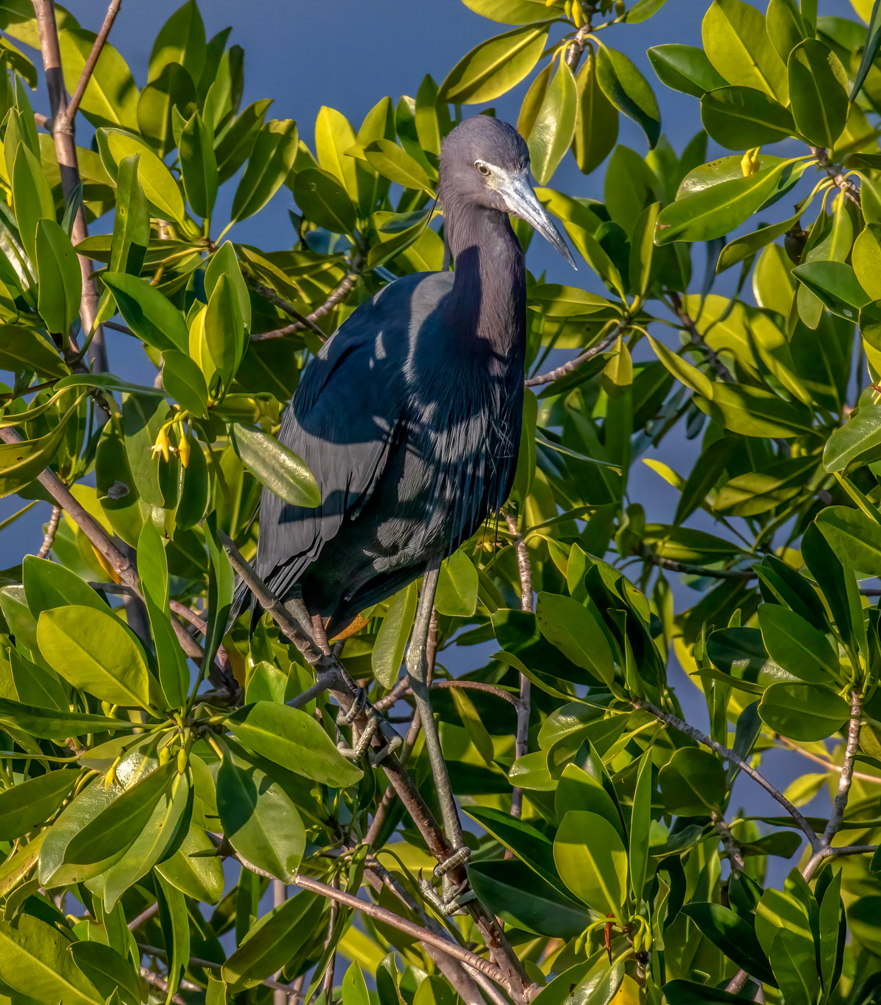 Little Blue Heron