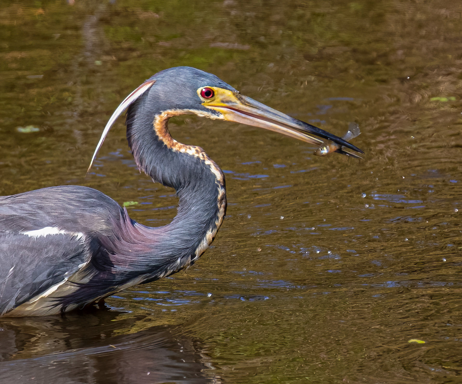 Tricolored Heron