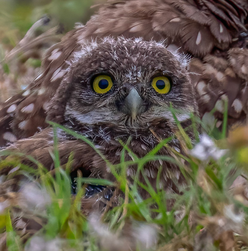 Burrowing Owl Owlet
