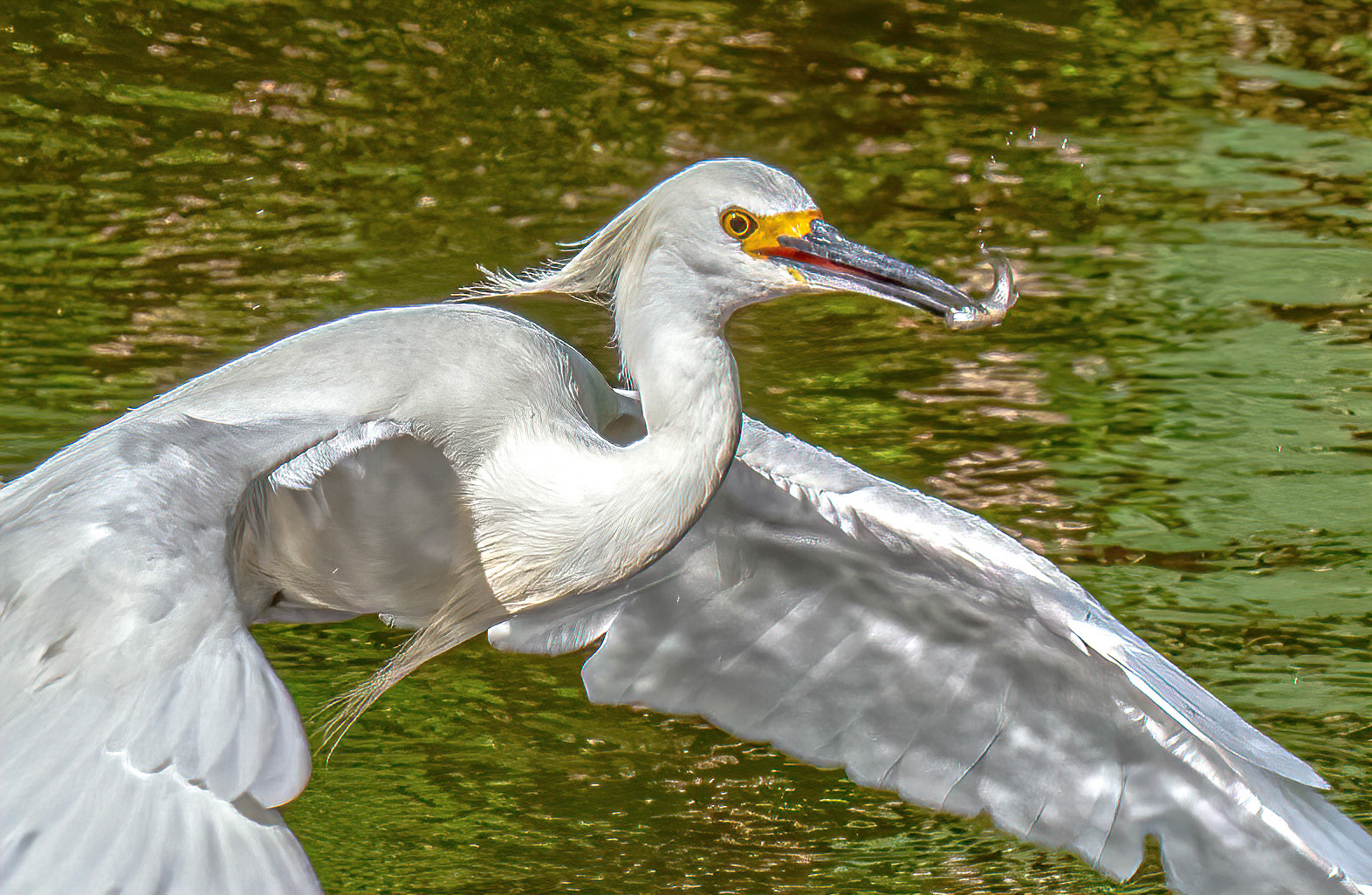 Snowy Egret - Feeding Sequence