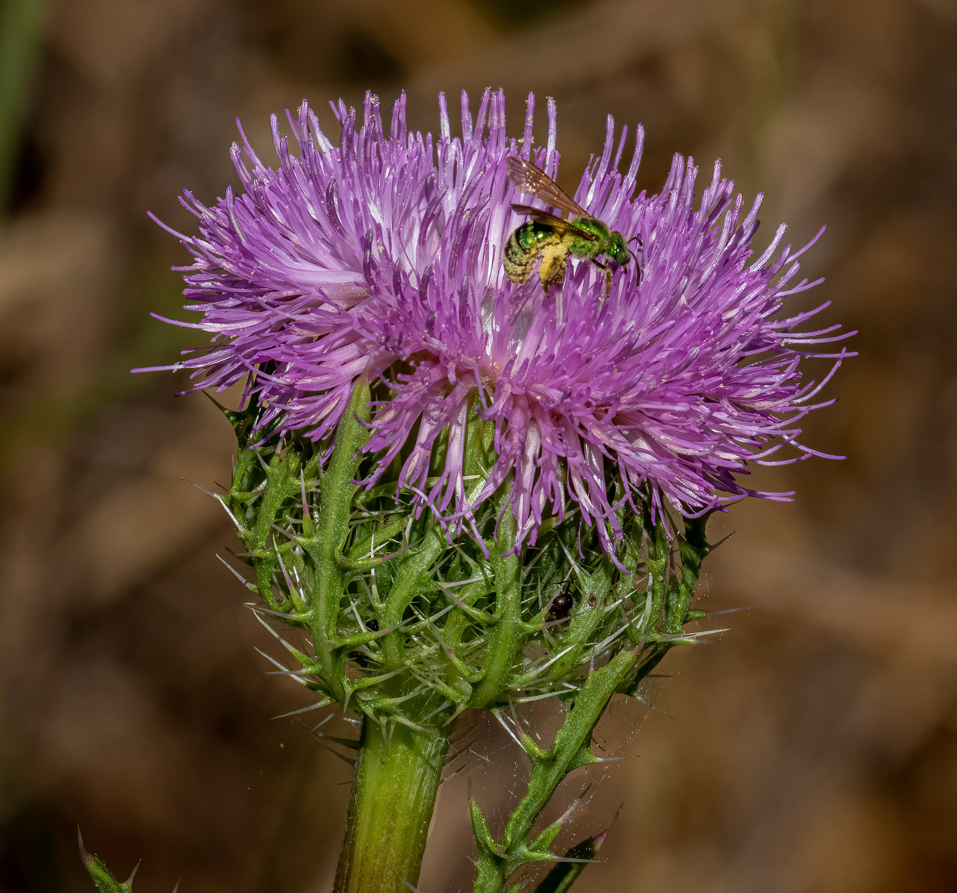 Green Orchard Bee on Purple Thistle