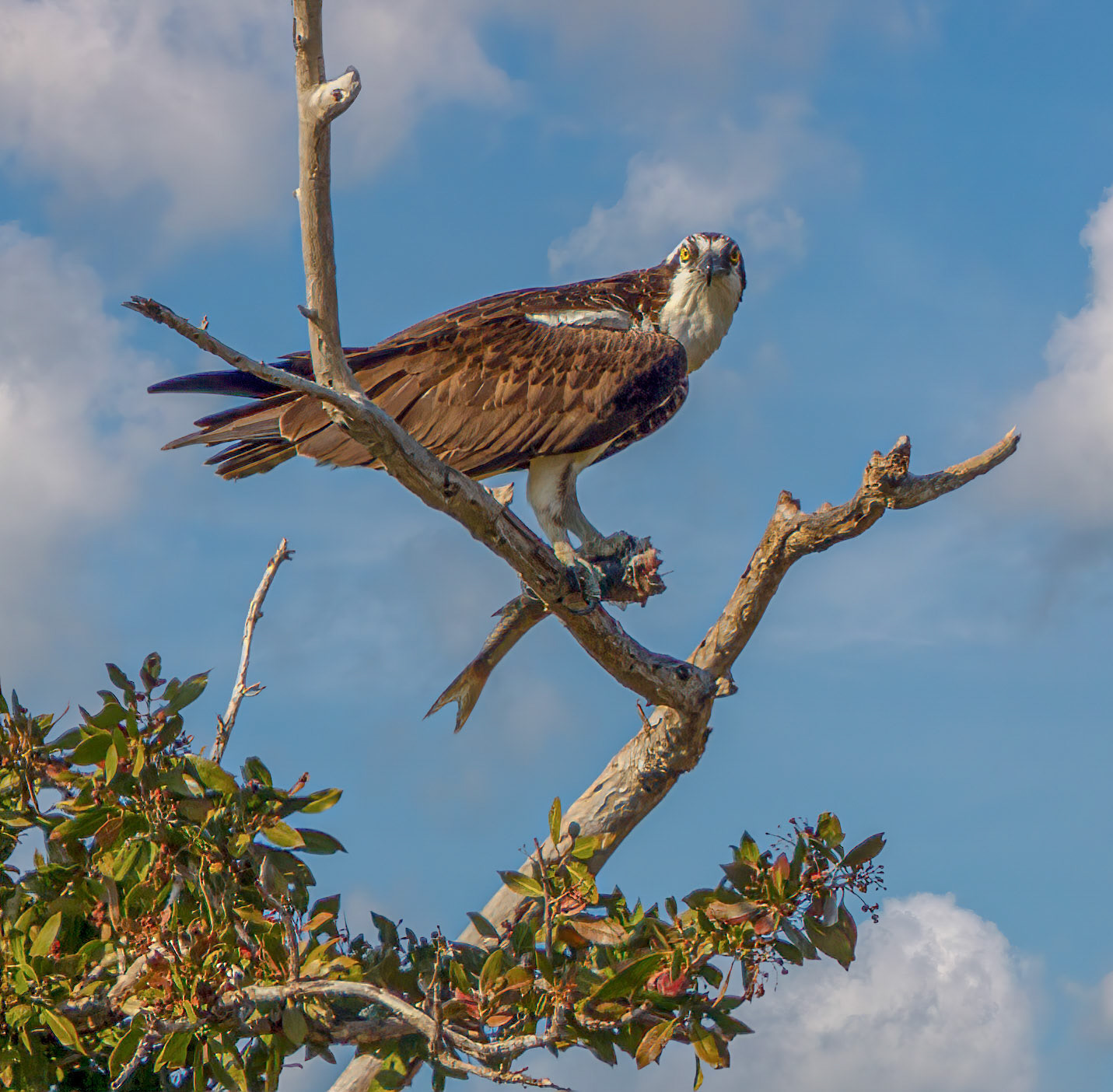 Osprey Fishing Sequence 