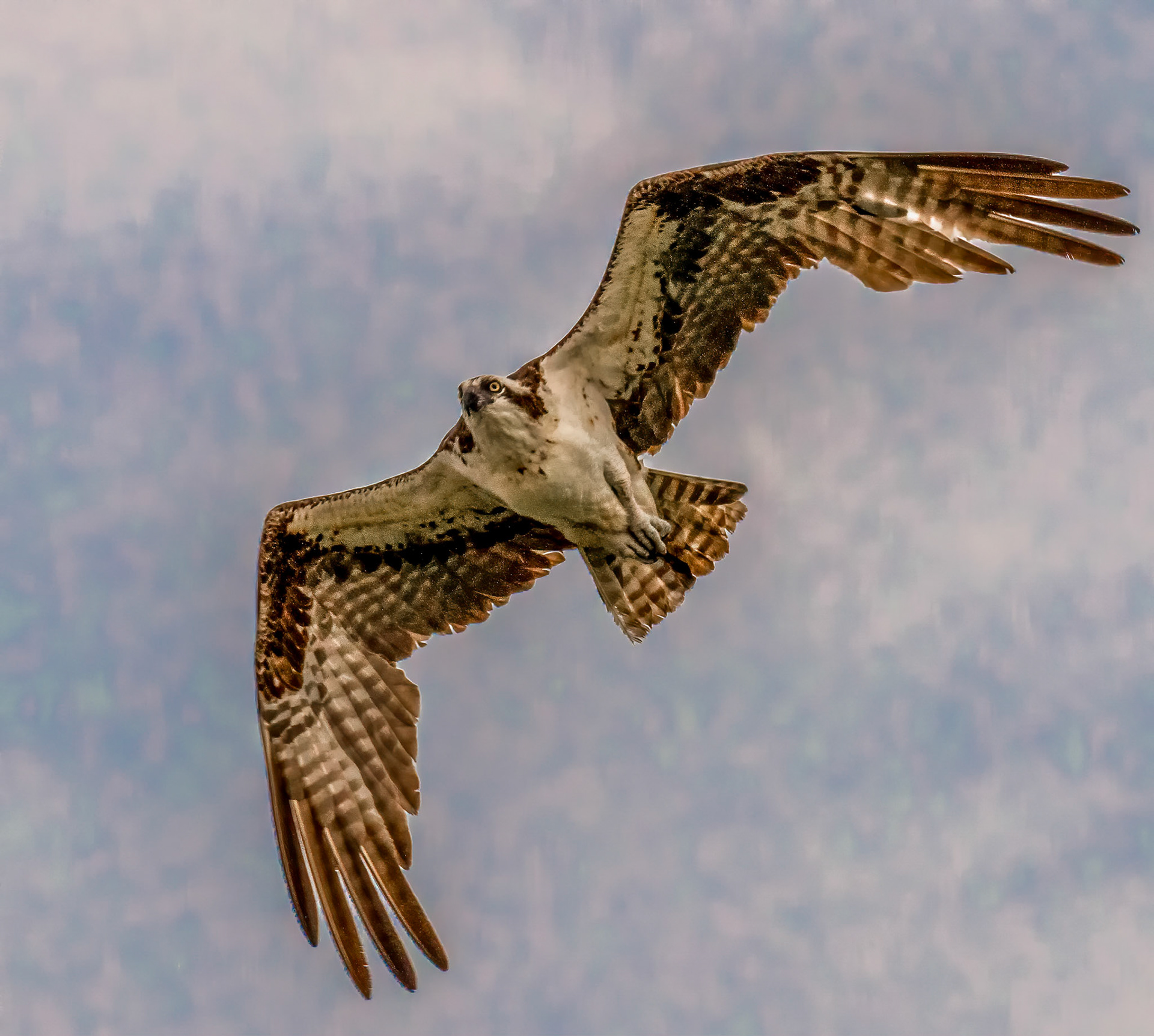 Threatening Osprey
