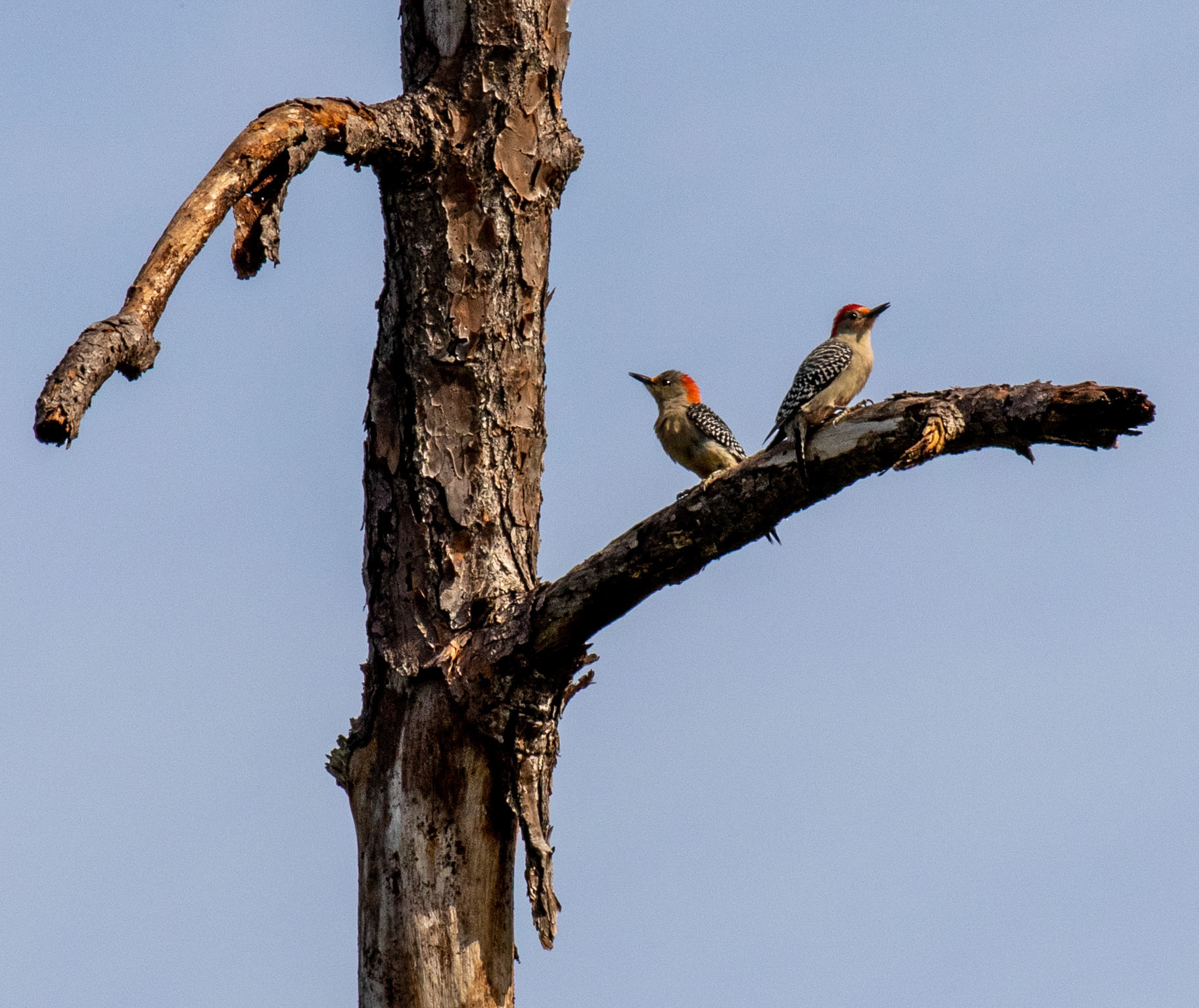 Gold-fronted Woodpecker - mating pair