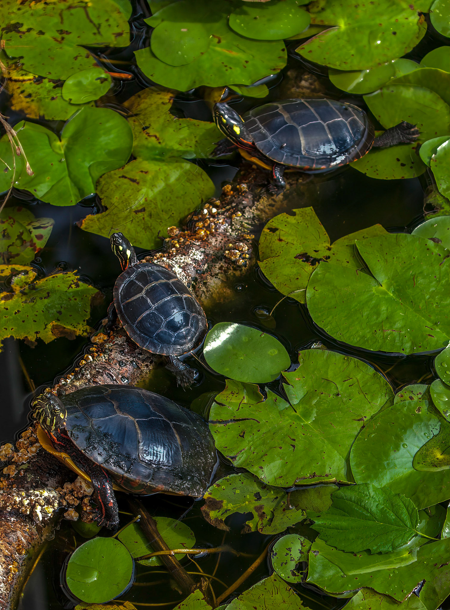 Peninsula Cooters