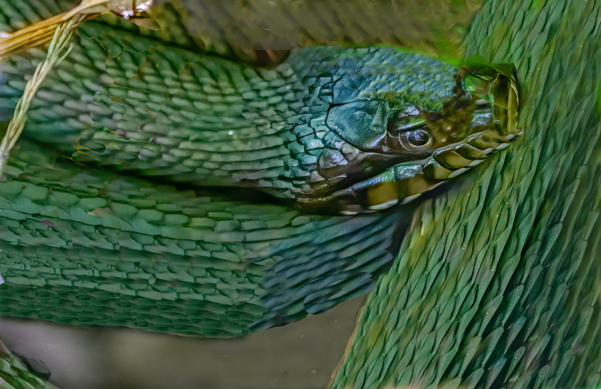 Florida Green Watersnake - non-venomous 