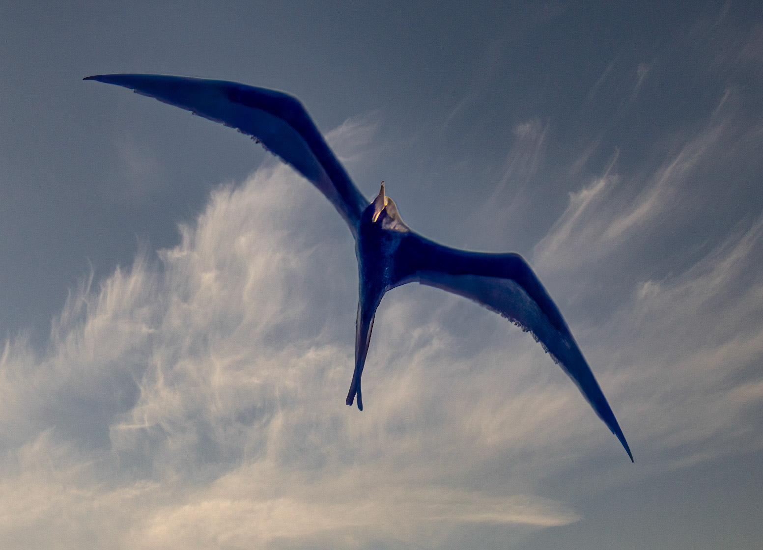 Magnificent Frigate-bird - Male