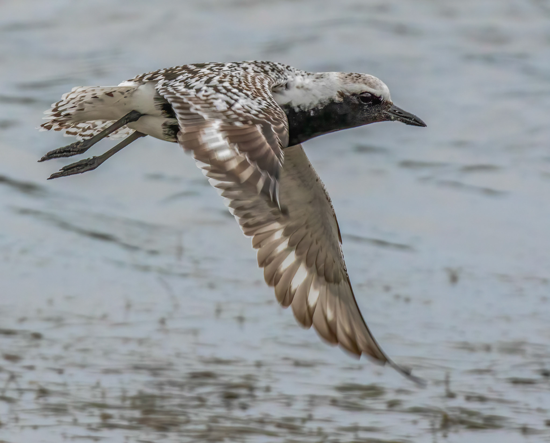 Black-bellied Plover