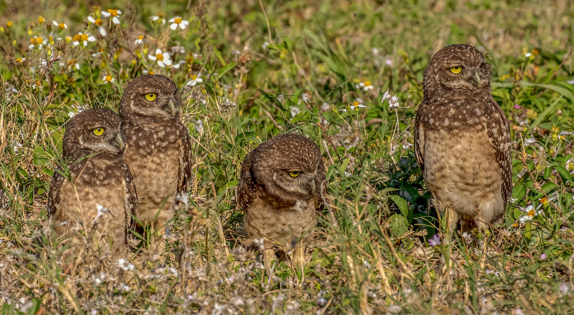Burrowing Owl Owlets