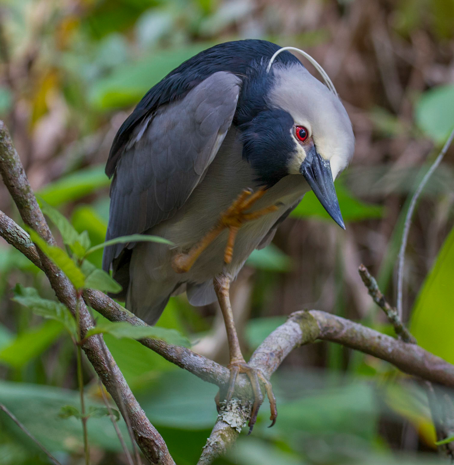 Black-Crowned Night Heron