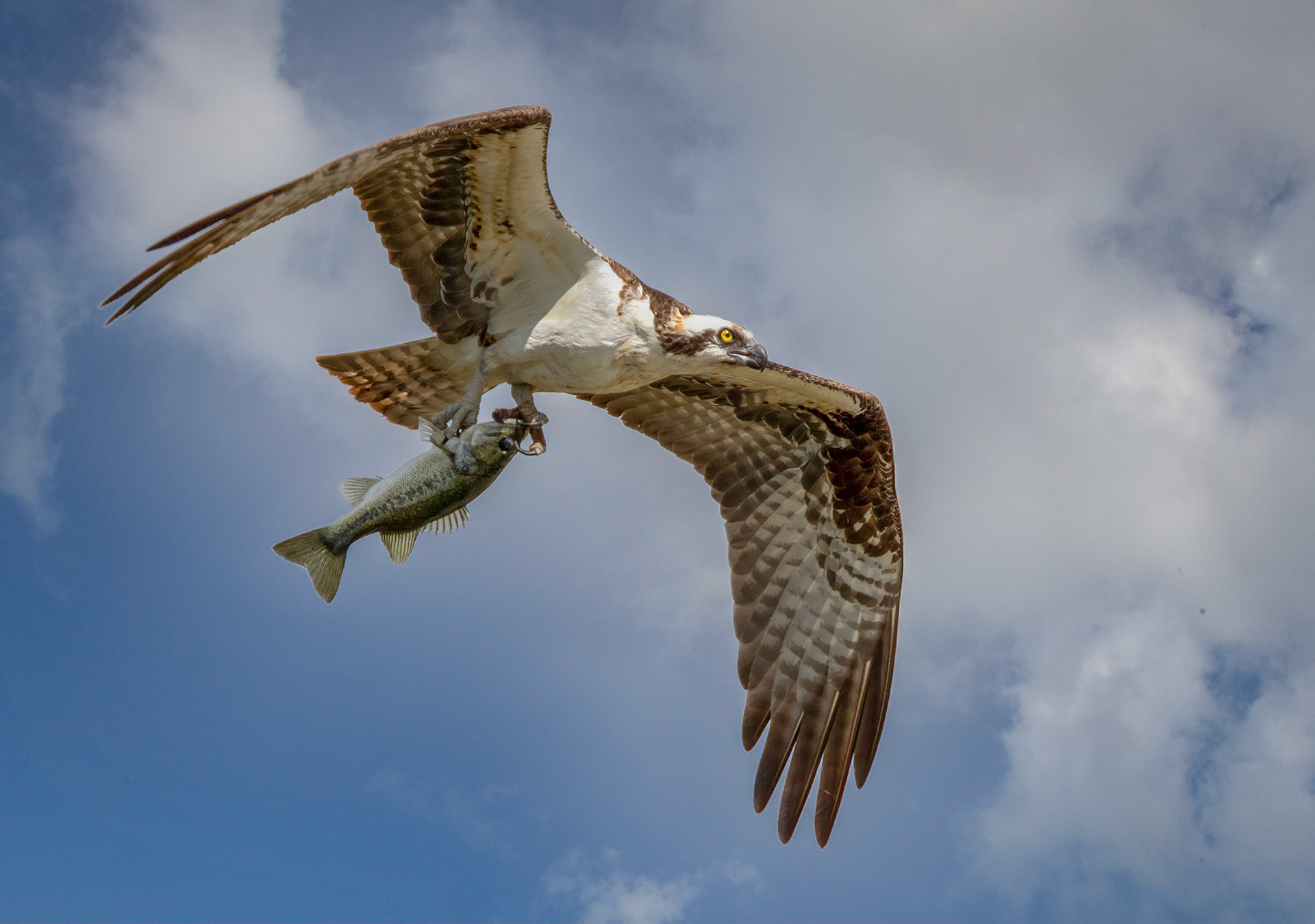 Osprey Fishing Sequence 