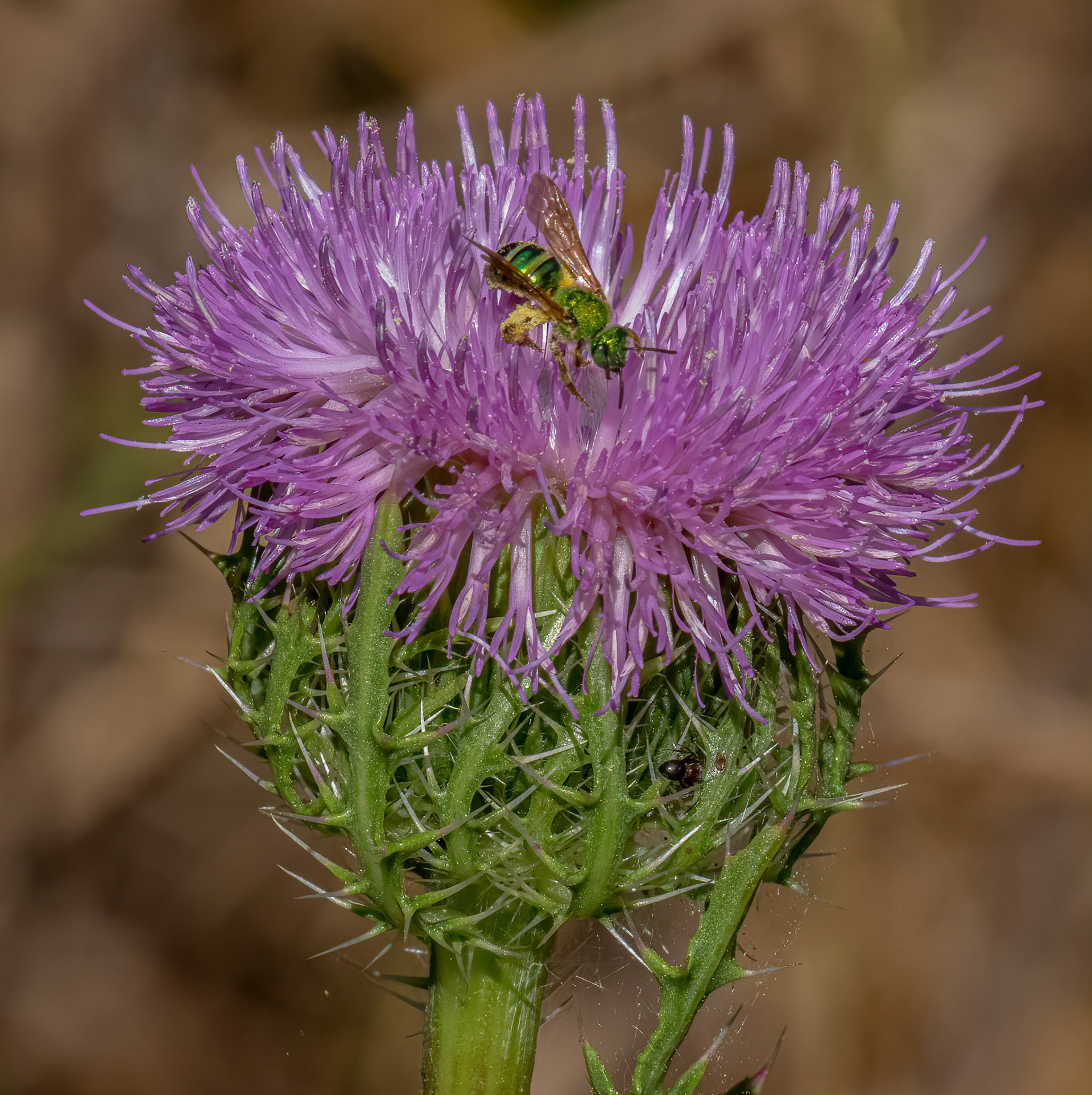 Bull Thistle