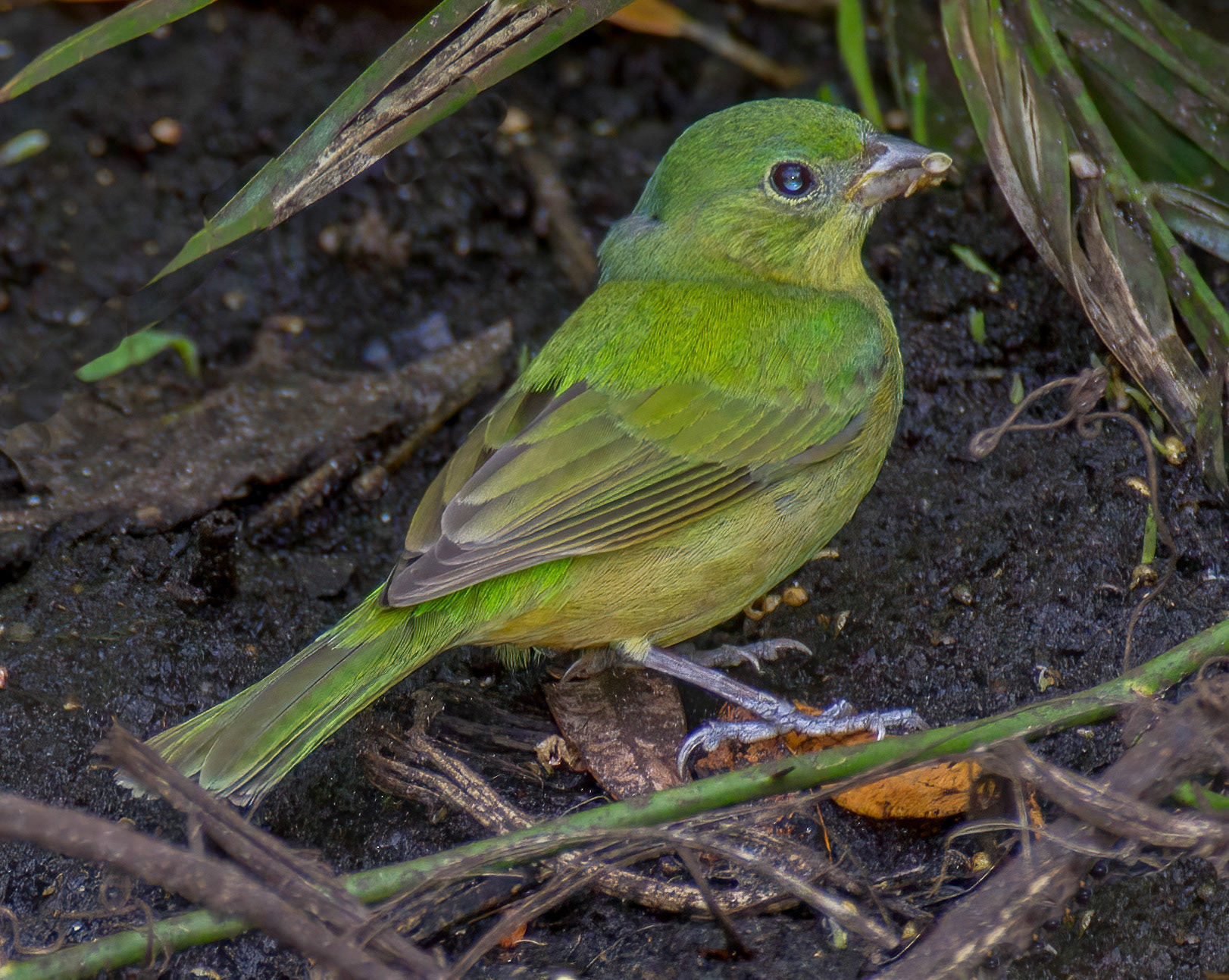 Painted Bunting - female / immature male
